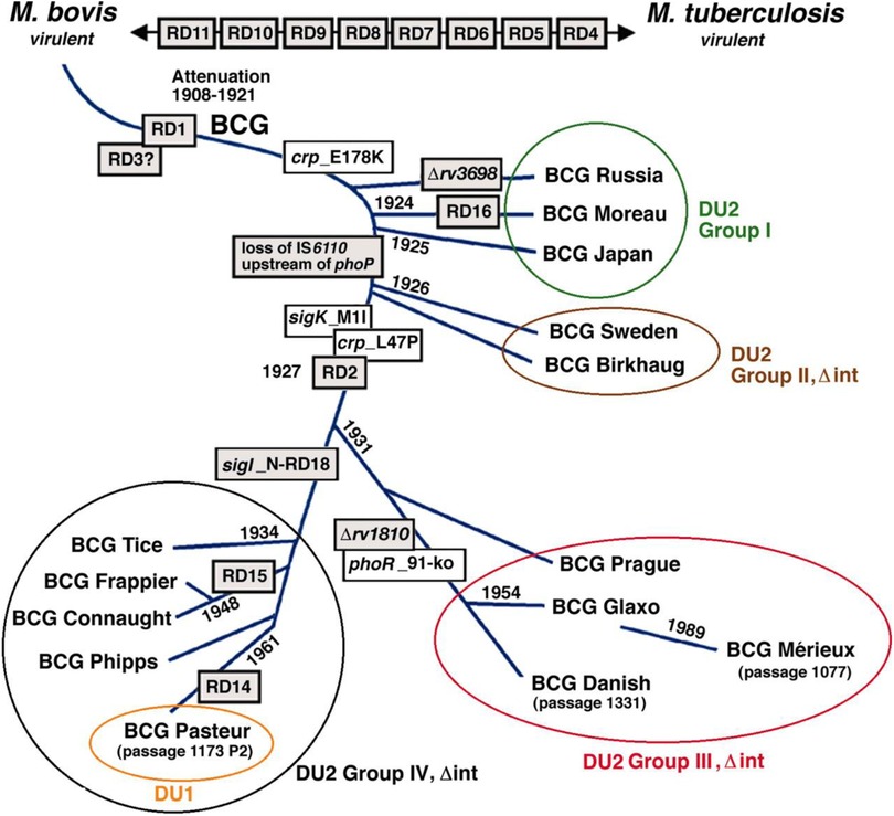 Diagram depicting the evolutionary lineage of Bacillus Calmette-Guérin (BCG) strains from Mycobacterium bovis, indicating genetic modifications over time from 1908 to 1989. It shows the divergence into four groups: DU2 Group I (Russia, Moreau, Japan), DU2 Group II (Sweden, Birkhaug), DU2 Group III (Prague, Glaxo, Danish, Mérieux), and DU2 Group IV/DU1 (Tice, Frappier, Connaught, Phipps, Pasteur). Key mutations and years of genetic changes are marked along the branches.