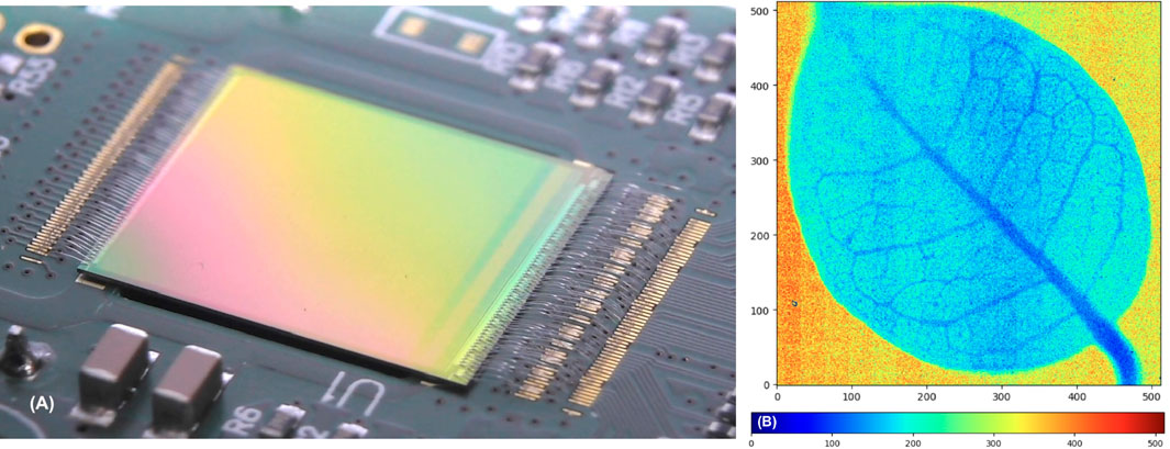 Close-up of a rainbow-colored sensor chip next to a radiography image of a leaf. The leaf features a prominent vein pattern in shades of blue and green, transitioning to red and orange at the edges.