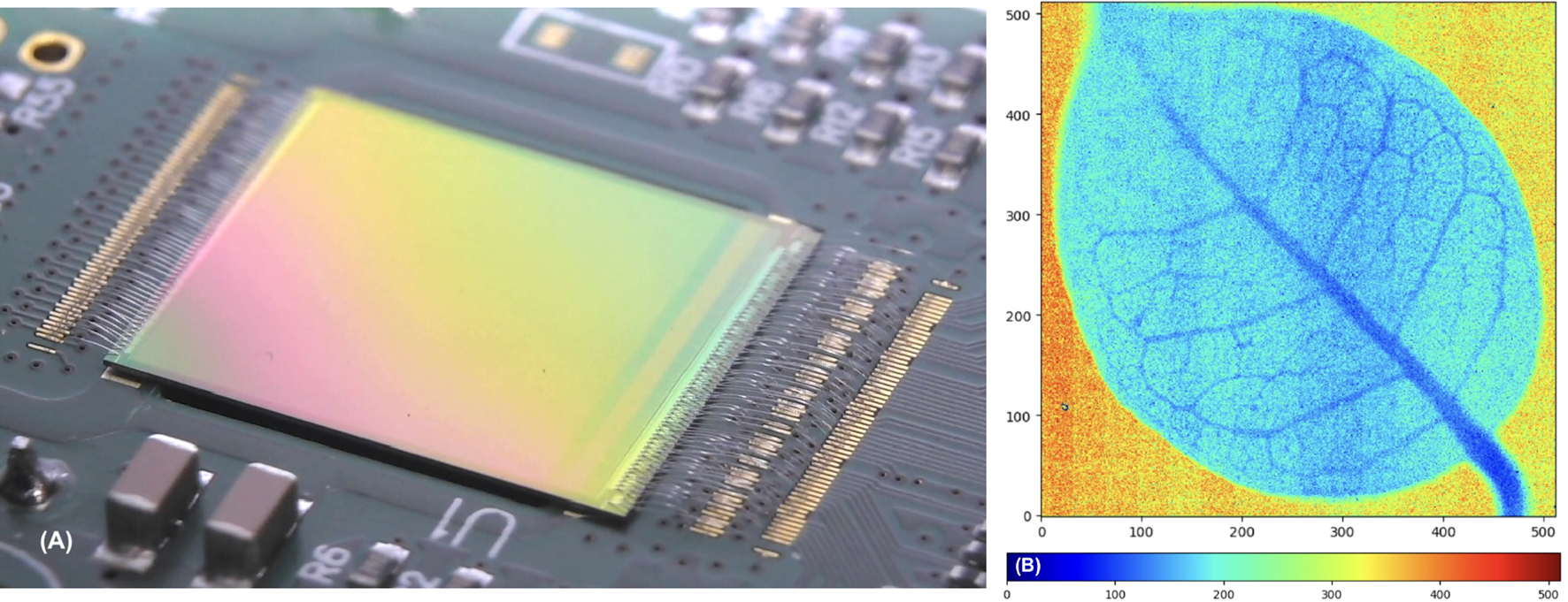 Close-up of a rainbow-colored sensor chip next to a radiography image of a leaf. The leaf features a prominent vein pattern in shades of blue and green, transitioning to red and orange at the edges.