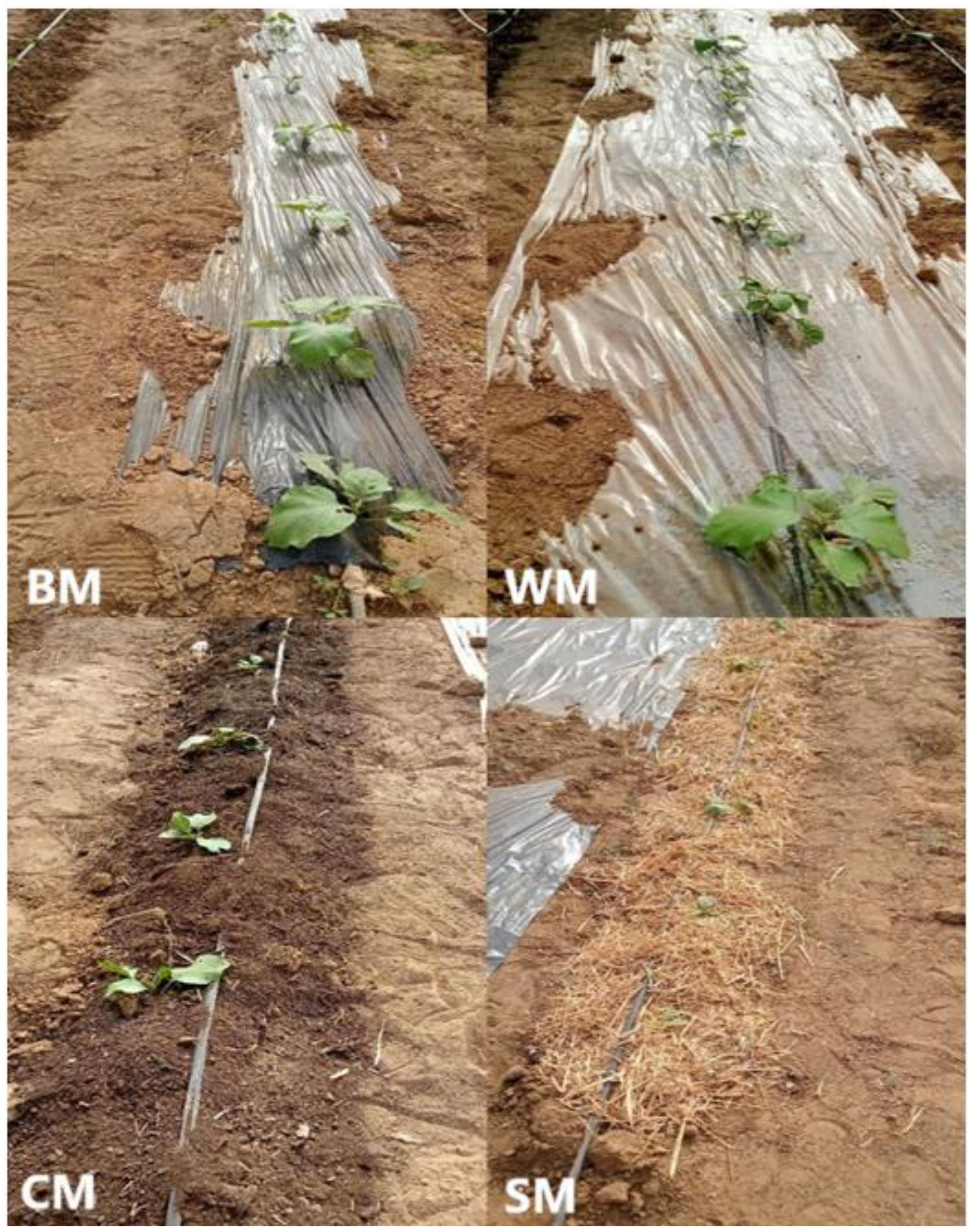Four panels show different mulching techniques for growing plants. Top left (BM) uses black plastic mulch; top right (WM) clear plastic mulch; bottom left (CM) organic compost mulch; bottom right (SM) straw mulch. Each technique affects plant growth and soil differently.