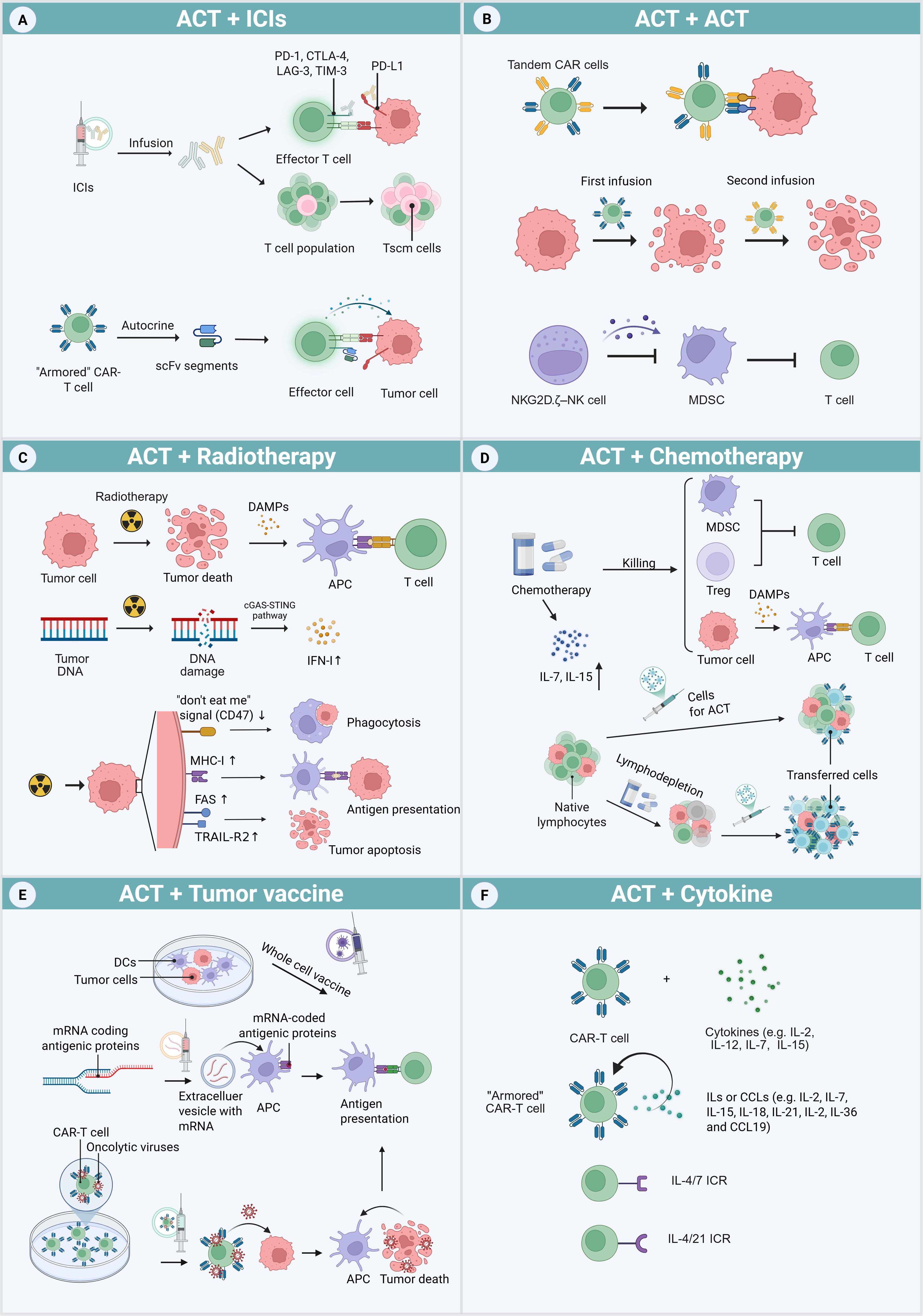 Diagram illustrating various combinations of Adoptive Cell Transfer (ACT) therapies with other treatments. Panel A shows ACT with Immune Checkpoint Inhibitors (ICIs), highlighting T cell activation. Panel B depicts ACT with ACT, illustrating tandem CAR cells and infusion processes. Panel C explains ACT with Radiotherapy, showing tumor cell death, antigen presentation, and immune activation. Panel D illustrates ACT with Chemotherapy, focusing on lymphodepletion and cell transfer. Panel E describes ACT with Tumor Vaccine, detailing mRNA coding and antigen presentation. Panel F presents ACT with Cytokine, highlighting cytokine types and their interaction with CAR-T cells.