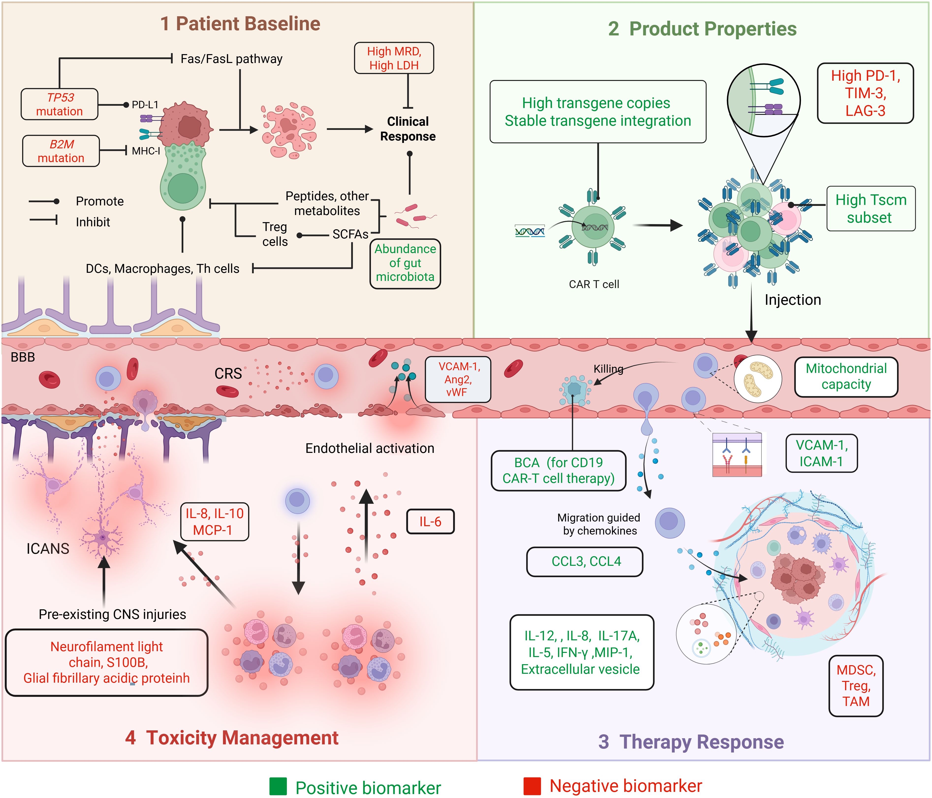 Four-panel illustration explaining CAR T cell therapy, divided into sections: 1) Patient Baseline shows pathways and biomarkers like TP53 mutation impacting response; 2) Product Properties highlights CAR T cell features, such as high transgene copies; 3) Therapy Response details cellular interactions, chemokines, and markers like VCAM-1; 4) Toxicity Management addresses side effects like ICANS and cytokine release syndrome, showing associated biomarkers. Positive biomarkers are indicated in green, negative in red. Each panel includes relevant pathways and interactions.
