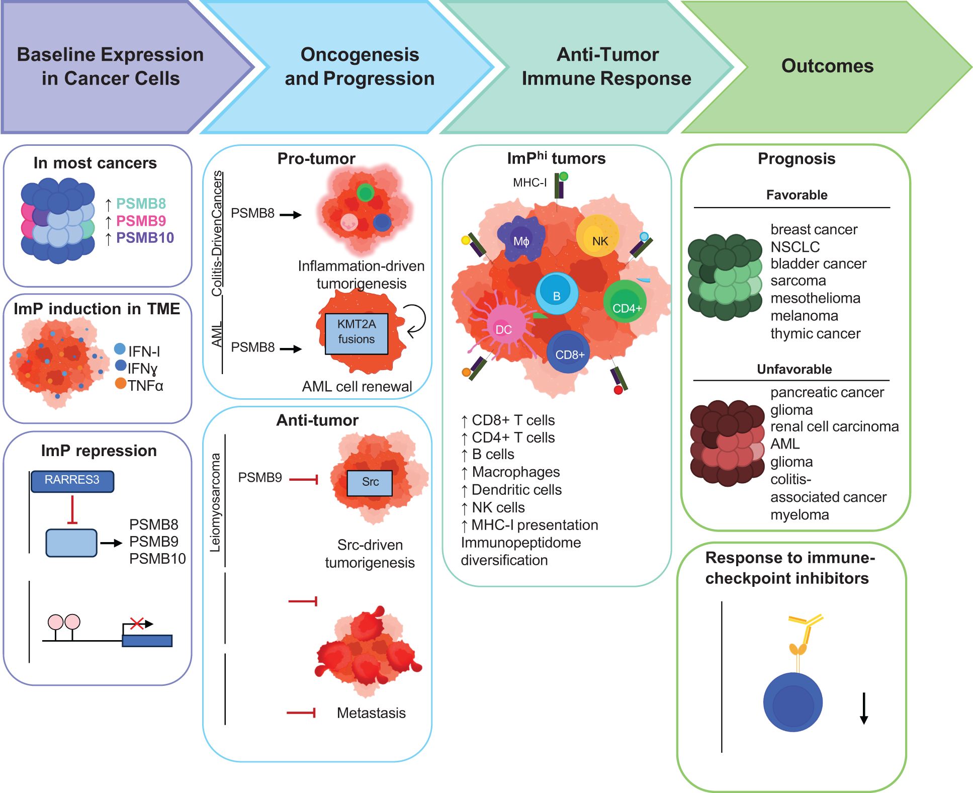 Diagram showing the role of immunoproteasomes (ImP) in cancer, highlighting pro-tumor and anti-tumor mechanisms. Baseline expression of PSMB8, PSMB9, and PSMB10 is elevated in most cancers. ImP induction in the tumor microenvironment involves interferons and TNF alpha, while ImP repression involves methylation and the RARRES3 pathway. Pro-tumor roles include inflammation-driven tumorigenesis and AML cell renewal. Anti-tumor roles enhance various immune cell activities. Prognosis is favorable in some cancers like breast and bladder, but unfavorable in others like pancreatic and glioma. Increased ImP expression improves response to immune-checkpoint inhibitors.