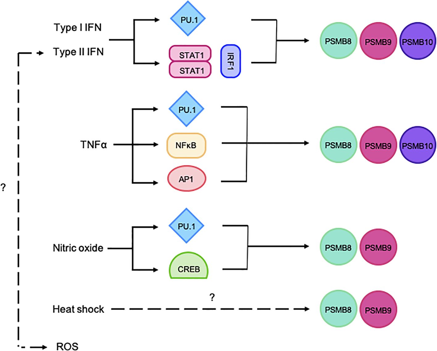 Flowchart depicting the regulation of PSMB8, PSMB9, and PSMB10 genes by various pathways. Type I and II IFNs activate PU.1, STAT1, and IRF1, leading to gene expression. TNFα involves PU.1, NFκB, and AP1. Nitric oxide pathway involves PU.1 and CREB. Heat shock response has unknown intermediates affecting PSMB expression. ROS involvement is suggested.