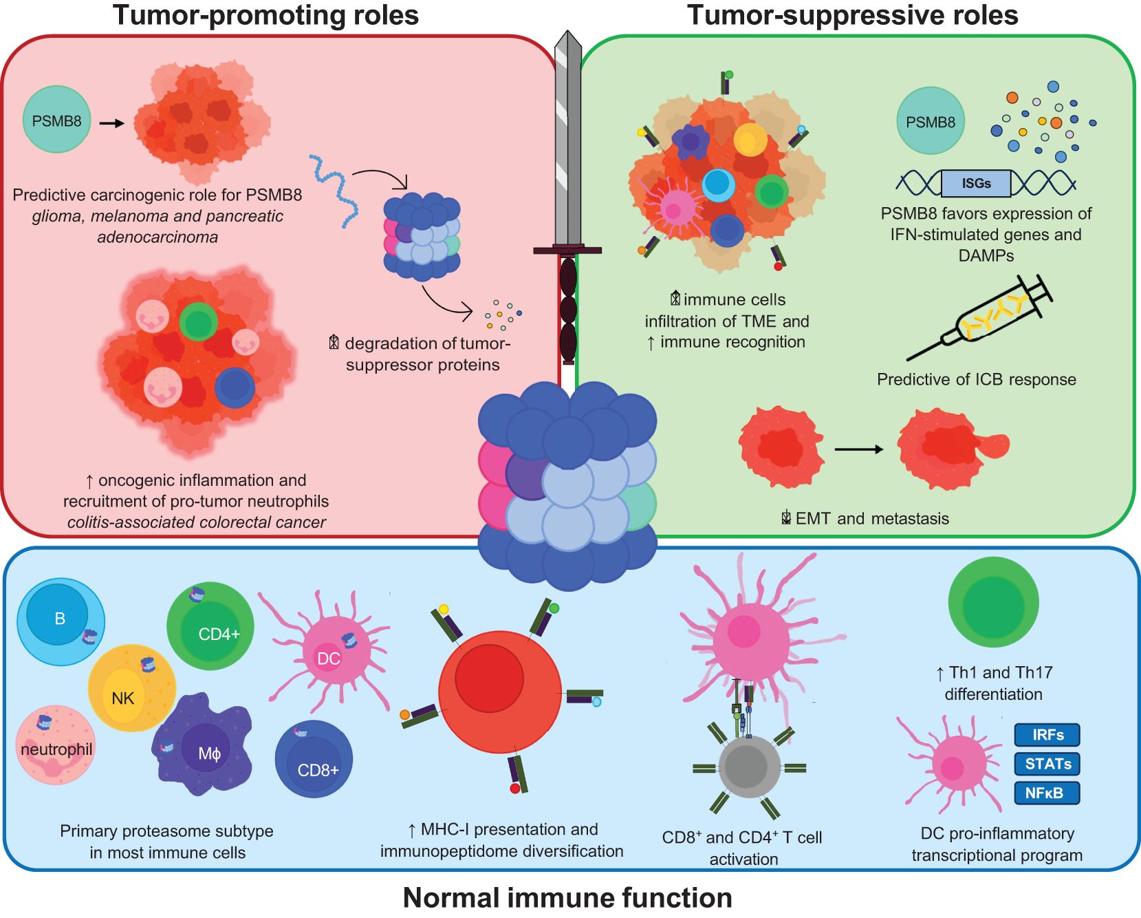 Diagram illustrating roles of PSMB8 in tumor biology. The left section shows tumor-promoting roles, including degradation of tumor-suppressor proteins, oncogenic inflammation, and recruitment of pro-tumor neutrophils. The right section highlights tumor-suppressive roles, featuring increased immune cell infiltration, immune recognition, expression of IFN-stimulated genes, and reduced EMT and metastasis. At the bottom, normal immune function is depicted, showing proteasome subtype prevalence, MHC-I presentation, and activation of CD8+ and CD4+ T cells. A sword divides tumor-promoting and suppressive roles, symbolizing dual functions.