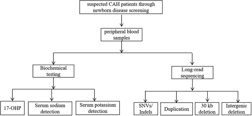 Flowchart showing suspected CAH patients screened through newborn disease screening, leading to peripheral blood samples. The samples undergo biochemical testing and long-read sequencing. Biochemical testing includes 17-OHP, sodium ion detection, and potassium ion detection. Long-read sequencing detects SNVs/Indels, duplication, 30 kb deletion, and intergenic deletion.