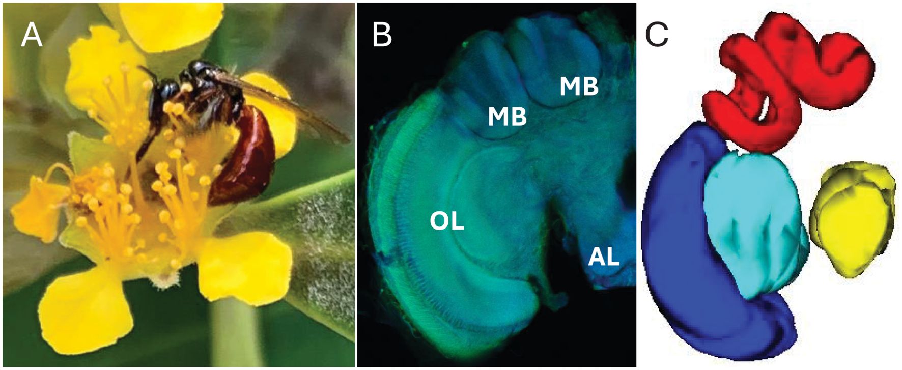 Panel A shows an allodapine bee on a yellow water gum flower. Panel B displays a fluorescent microscopic image of a bee's brain, labeled MB (mushroom bodies), OL (optic lobes), and AL (antennal lobes). Panel C is a 3D model of the bee brain with different regions colored red, blue, cyan, and yellow.