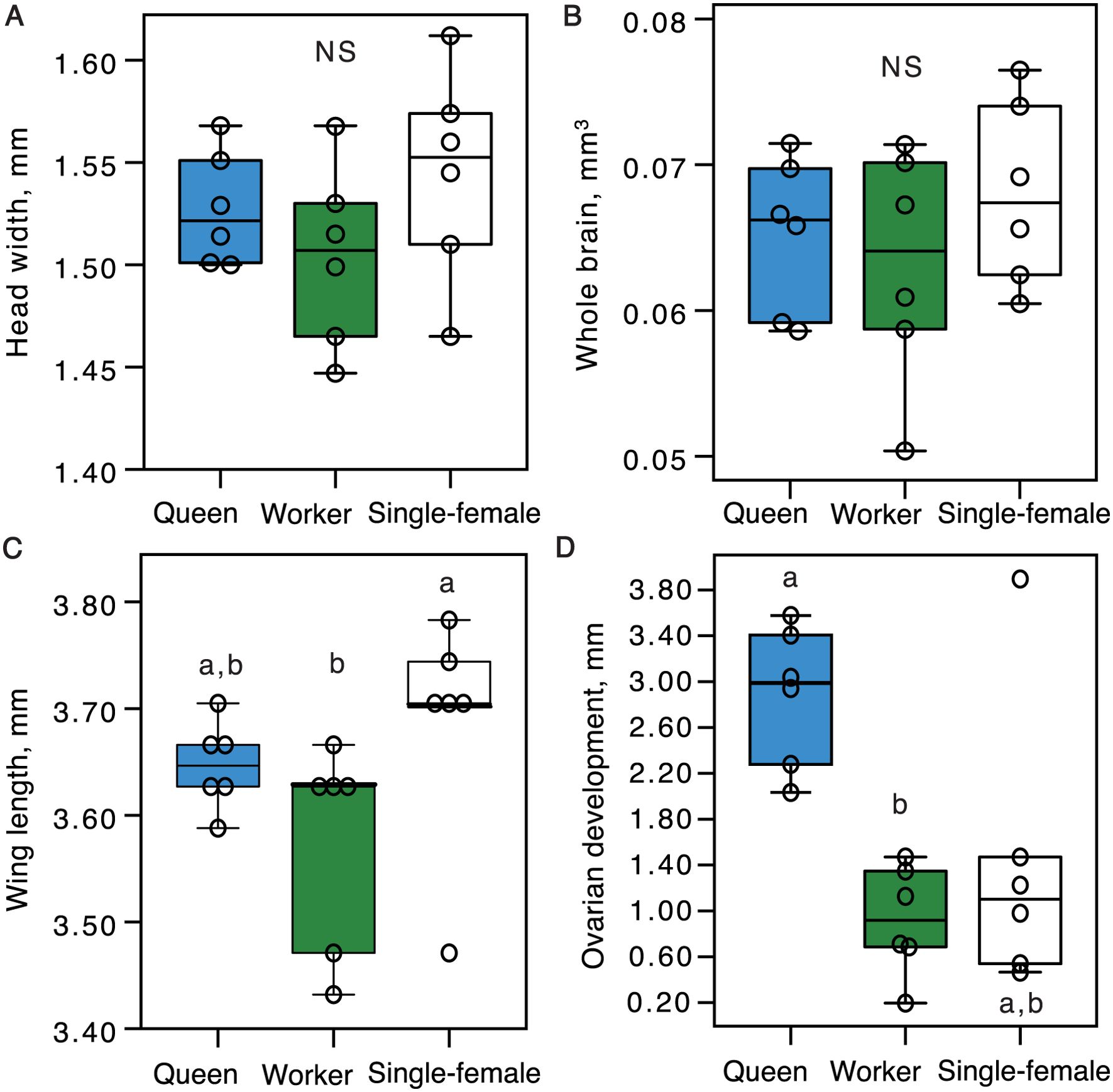 Box plots comparing morphological features across queen, worker, and single-female groups: A) Head width showing no significant difference. B) Whole brain volume with no significant difference. C) Wing length where queens and single-females significantly differ from workers. D) Ovarian development showing queens significantly differing from workers and single-females. Outliers are marked in each plot.