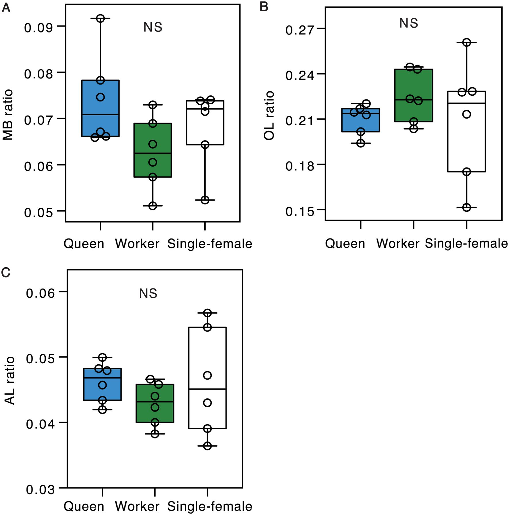Box plots A, B, and C show MB ratio, OL ratio, and AL ratio for queen, worker, and single-female insect groups. No significant differences are noted among the groups in each plot.