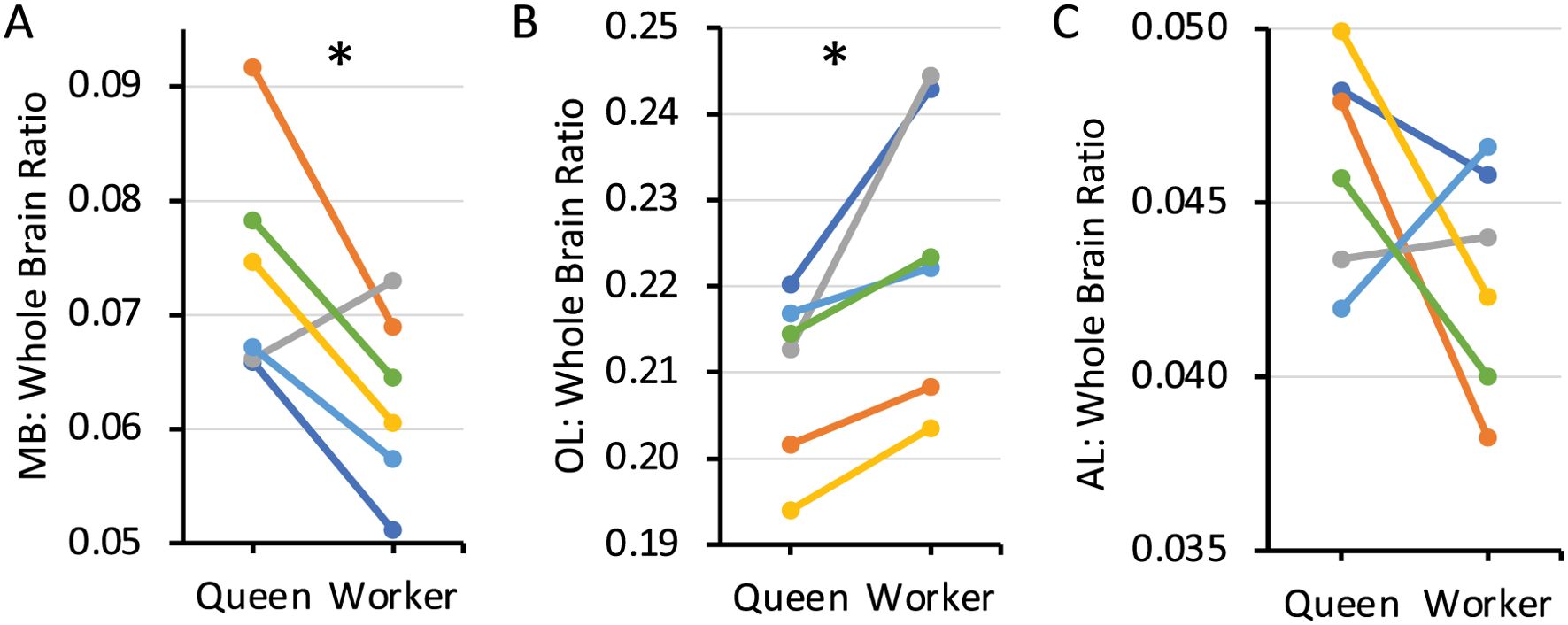 Three line graphs compare Queen and Worker brain region ratios in bees. Graph A shows a decrease in MB: Whole Brain Ratio from Queen to Worker. Graph B shows variable changes in OL: Whole Brain Ratio, with some lines increasing. Graph C shows a mix of increasing and decreasing trends in AL: Whole Brain Ratio. Each line represents different data sets, distinguished by color.
