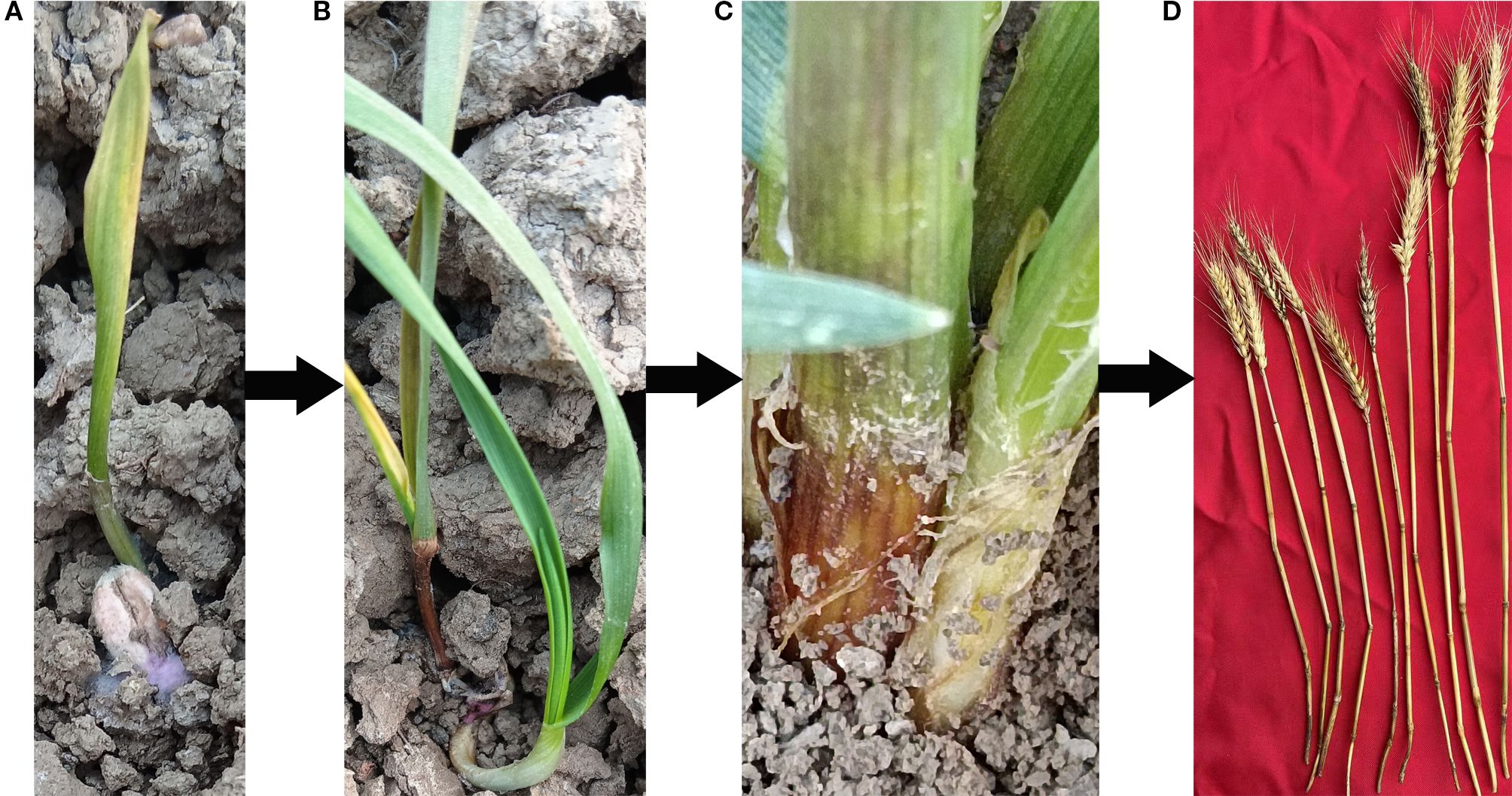 A series of four images labeled A to D shows the stages of growth and development in a plant. Image A depicts a young sprout emerging from the soil. Image B shows a slightly more mature plant with elongated leaves. Image C focuses on the plant's stem and base, revealing some stem rot or decay. Image D presents mature wheat stalks with ears displayed against a red background. Black arrows between each image indicate progression.