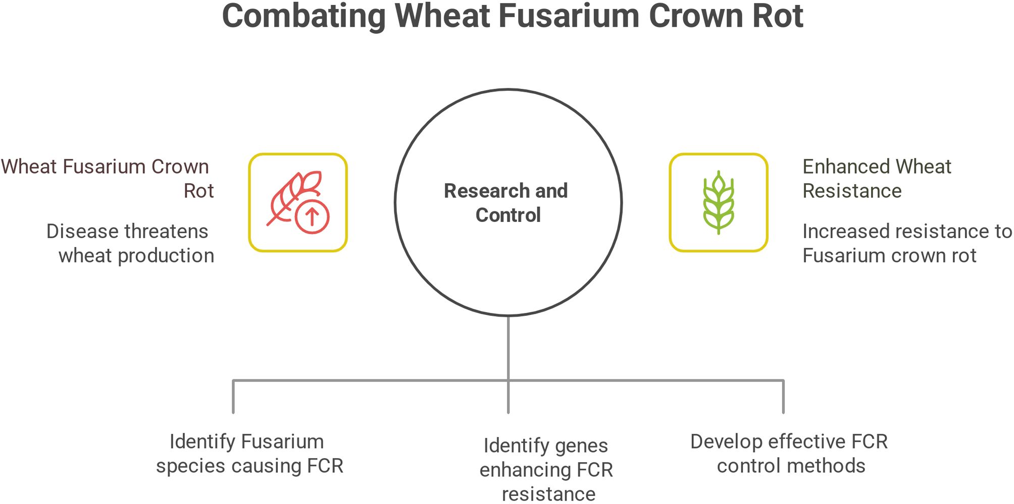 Diagram illustrating strategies for combating wheat Fusarium crown rot. Left section indicates the disease threat. Right section highlights enhanced wheat resistance. Central circle labeled “Research and Control” connects to three focus areas: identifying Fusarium species, genes enhancing resistance, and developing control methods.
