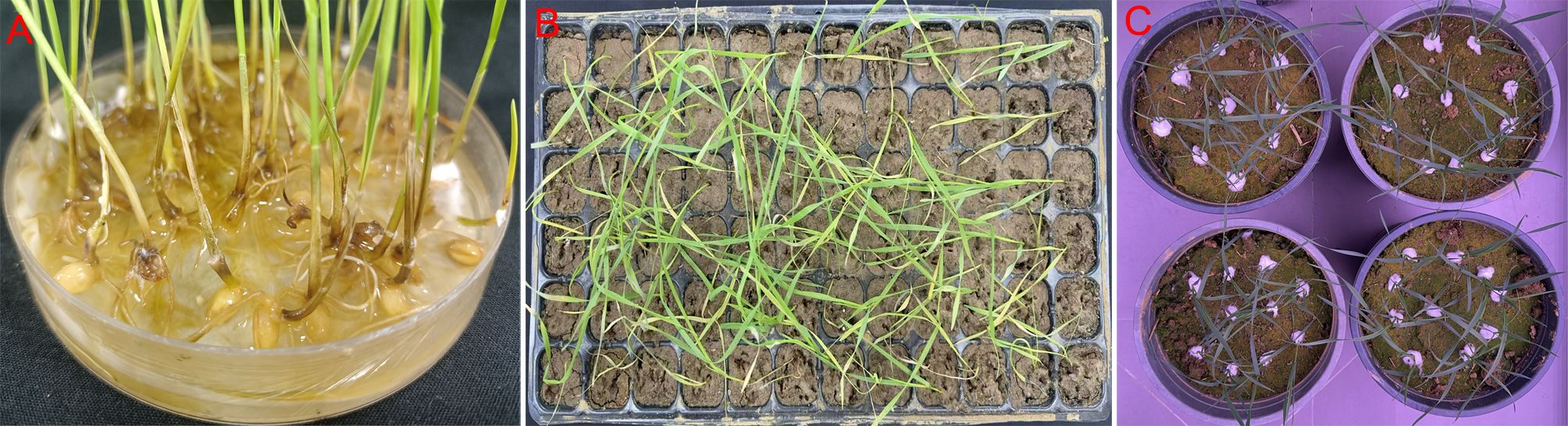 Three-panel image showing plant growth stages. Panel A: Seeds germinating in a petri dish with visible roots and shoots. Panel B: Young plants growing in soil-filled trays with visible green sprouts. Panel C: Four pots with young plants growing, soil covered in a green moss-like texture.