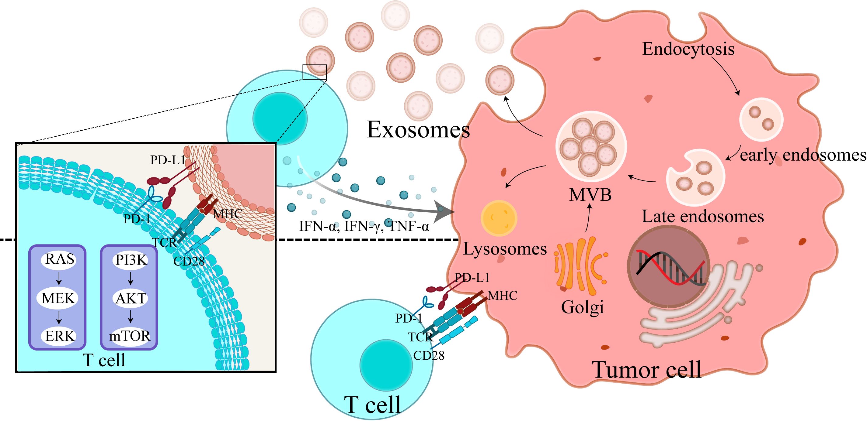 Diagram illustrating interactions between a T cell and a tumor cell. Key features include exosomes, endocytosis, and pathways like RAS/MEK/ERK and PI3K/AKT/mTOR. Components such as PD-L1, MHC, and TCR are highlighted, along with processes involving early and late endosomes, lysosomes, and the Golgi apparatus.