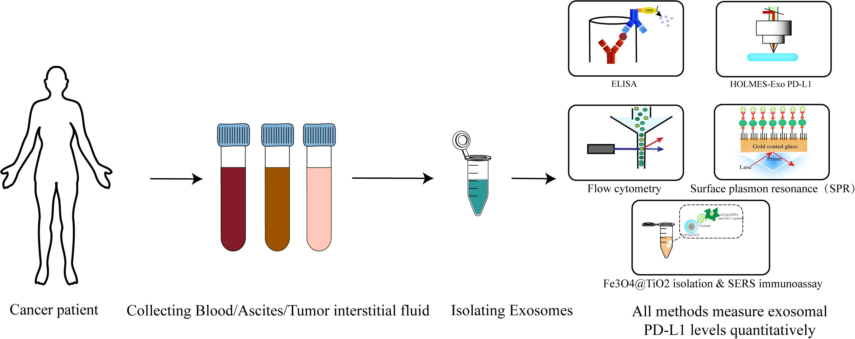 Diagram showing the process of measuring exosomal PD-L1 levels from a cancer patient. Samples of blood, ascites, or tumor interstitial fluid are collected in test tubes. Exosomes are isolated and then analyzed using various methods: ELISA, HOLMES-Exo PD-L1, flow cytometry, surface plasmon resonance, and Fe3O4@TiO2 isolation with SERS immunoassay. Each method measures exosomal PD-L1 levels quantitatively.