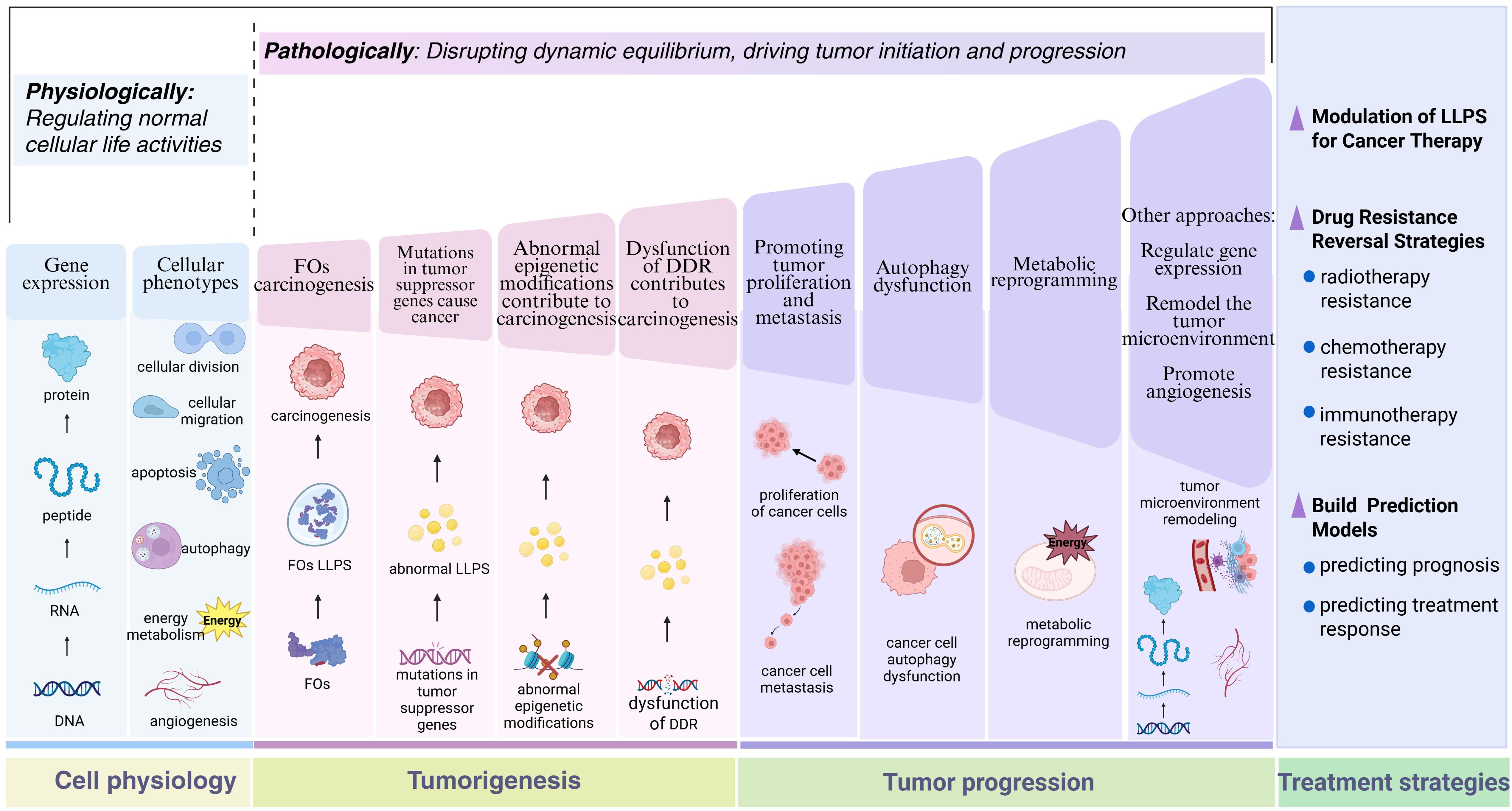 Diagram illustrating the progression from normal cell physiology to tumorigenesis and tumor progression, with emphasis on pathological disruptions such as FO carcinogenesis and mutations in tumor suppressor genes. It highlights strategies for cancer therapy, including modulation of liquid-liquid phase separation (LLPS), drug resistance reversal (including radiotherapy, chemotherapy, and immunotherapy resistance), and prediction model building for prognosis and treatment response. The graphic is divided into stages: gene expression, cellular phenotypes, tumorigenesis, tumor progression, and treatment strategies.