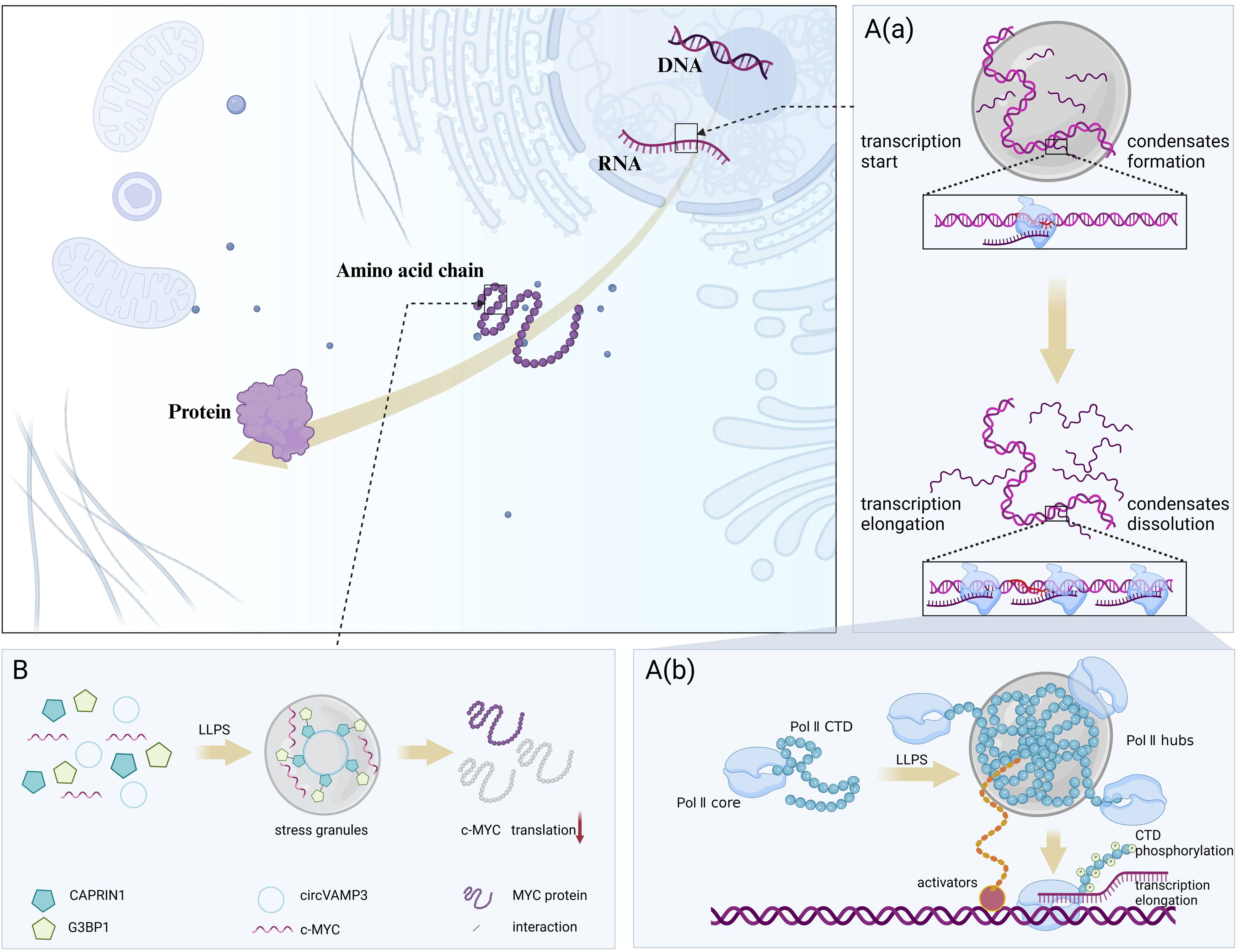 Diagram illustrating cellular processes. On the left, a schematic shows DNA transcribing RNA, which translates into an amino acid chain forming a protein. Panel A(a) details transcription with condensation formation and dissolution stages. Panel A(b) highlights Pol II’s role in transcription with phase separation and subsequent elongation. Panel B depicts phase separation in stress granules involving CAPRIN1, G3BP1, circVAMP3, and c-MYC, influencing MYC protein translation.