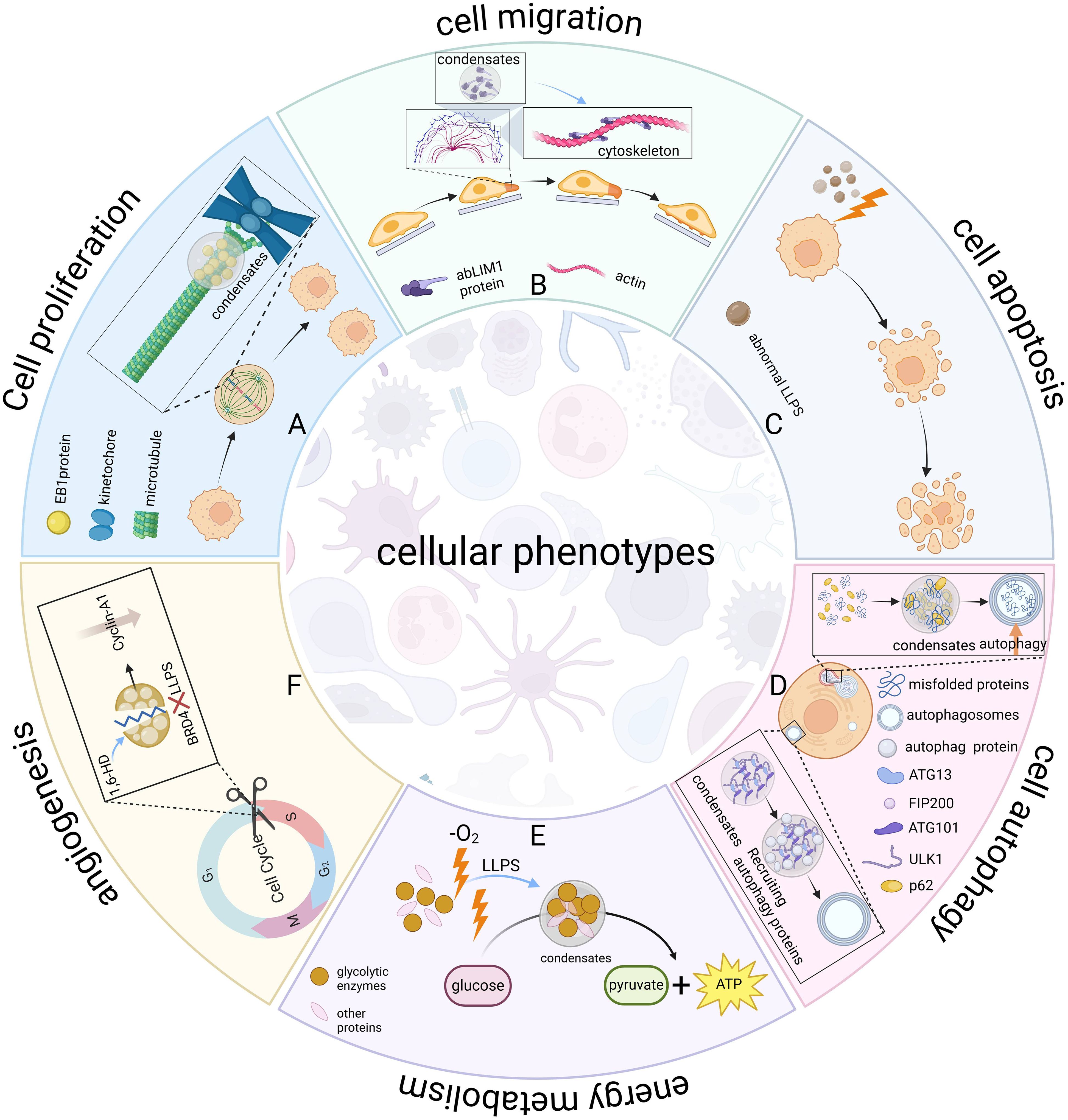 Diagram illustrating cellular phenotypes, including cell proliferation, migration, apoptosis, autophagy, energy metabolism, and angiogenesis. Each section highlights processes with labeled proteins, enzymes, and structures involved such as condensates, cytoskeleton, and various signaling proteins. Key pathways and interactions are depicted with arrows and annotations, emphasizing the role of liquid-liquid phase separation (LLPS) and other cellular mechanisms like the cell cycle and energy conversion from glucose to pyruvate.