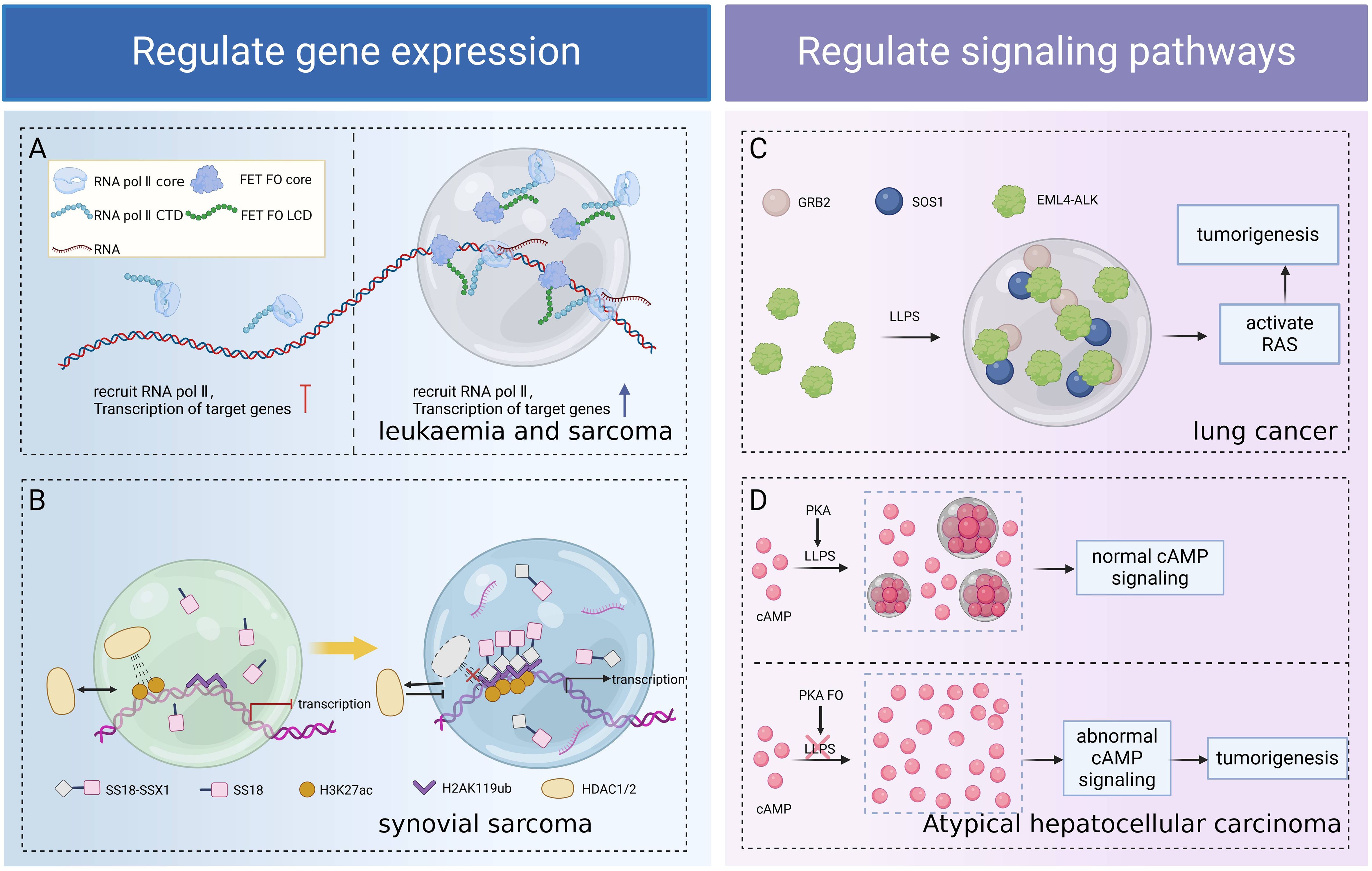 Diagram illustrating the regulation of gene expression and signaling pathways in cancer. Panel A: Shows RNA polymerase recruitment and transcription in leukemia and sarcoma. Panel B: Depicts transcription processes in synovial sarcoma involving SS18-SSX1 complexes. Panel C: Illustrates liquid-liquid phase separation (LLPS) in lung cancer, showing GRB2 and SOS1 interaction leading to RAS activation and tumorigenesis. Panel D: Describes normal and abnormal cyclic AMP signaling in atypical hepatocellular carcinoma, highlighting LLPS impacts.