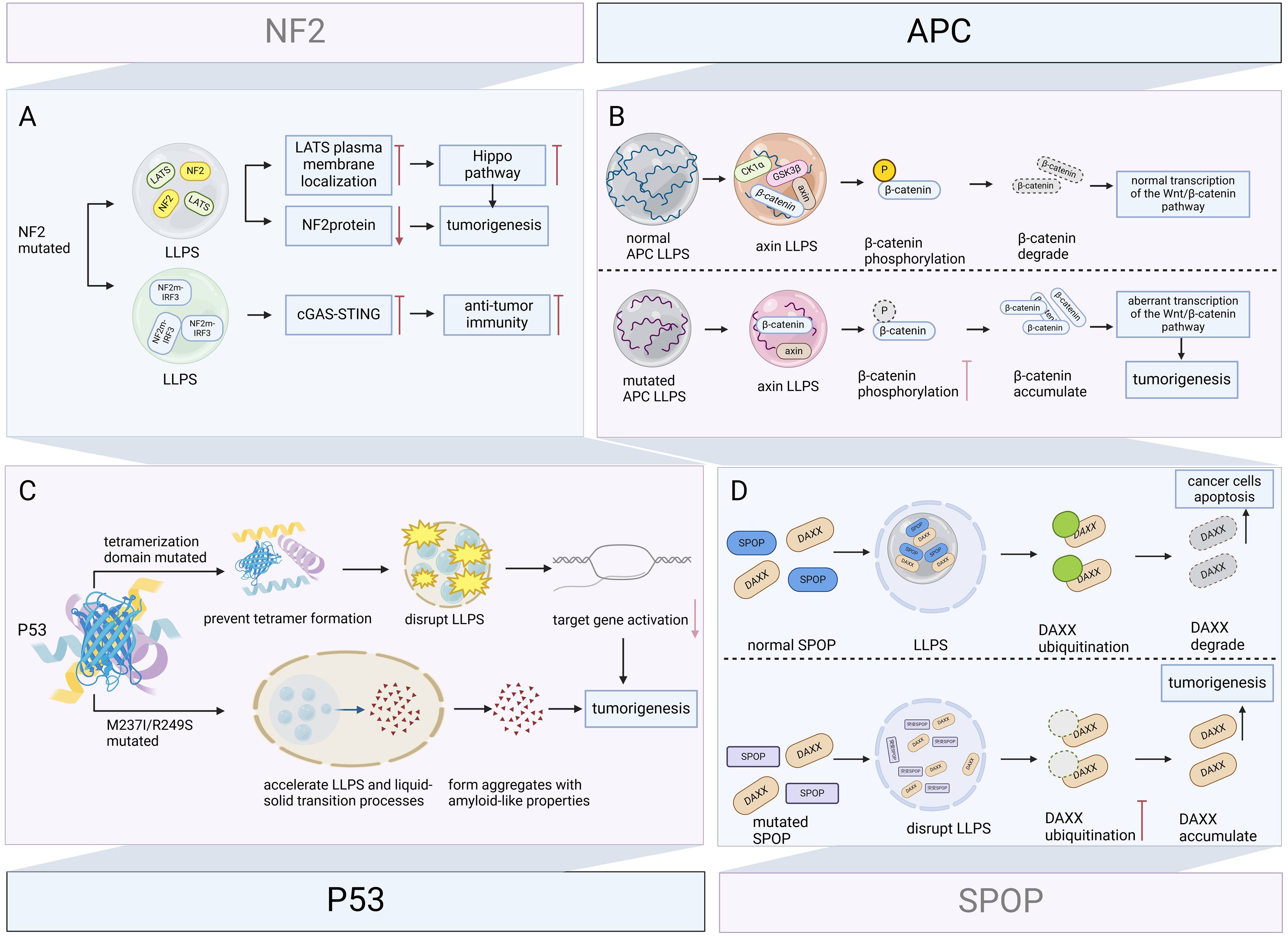 Diagram illustrating the impact of mutations in NF2, APC, P53, and SPOP on cellular processes. Panel A shows NF2 mutation affecting the Hippo pathway and anti-tumor immunity. Panel B depicts APC mutations leading to accumulation of β-catenin and tumorigenesis. Panel C shows P53 mutations disrupting LLPS and forming aggregates, promoting tumorigenesis. Panel D illustrates SPOP mutations causing DAXX accumulation and reduced apoptosis, contributing to tumorigenesis. Each panel highlights the disruption of liquid-liquid phase separation (LLPS) processes linked to cancer development.