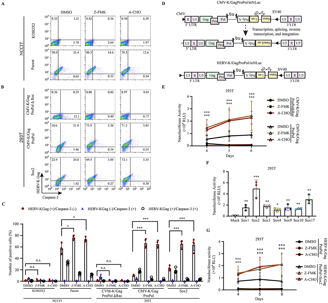 Flow cytometry analysis and graphs showing effects of different treatments on cell lines. Panels A and B display flow cytometry plots of Caspase-3 activity in NCCIT and 293T cells under different conditions such as DMSO, Z-FMK, and A-CHO. Panel C presents a bar graph quantifying positive cell percentages for various conditions. Panel D illustrates diagrams of vector constructs used in experiments. Panels E and G show line graphs of luminescence activity over days, and panel F offers a bar graph comparing luminescence activity across different Sox treatments in 293T cells.