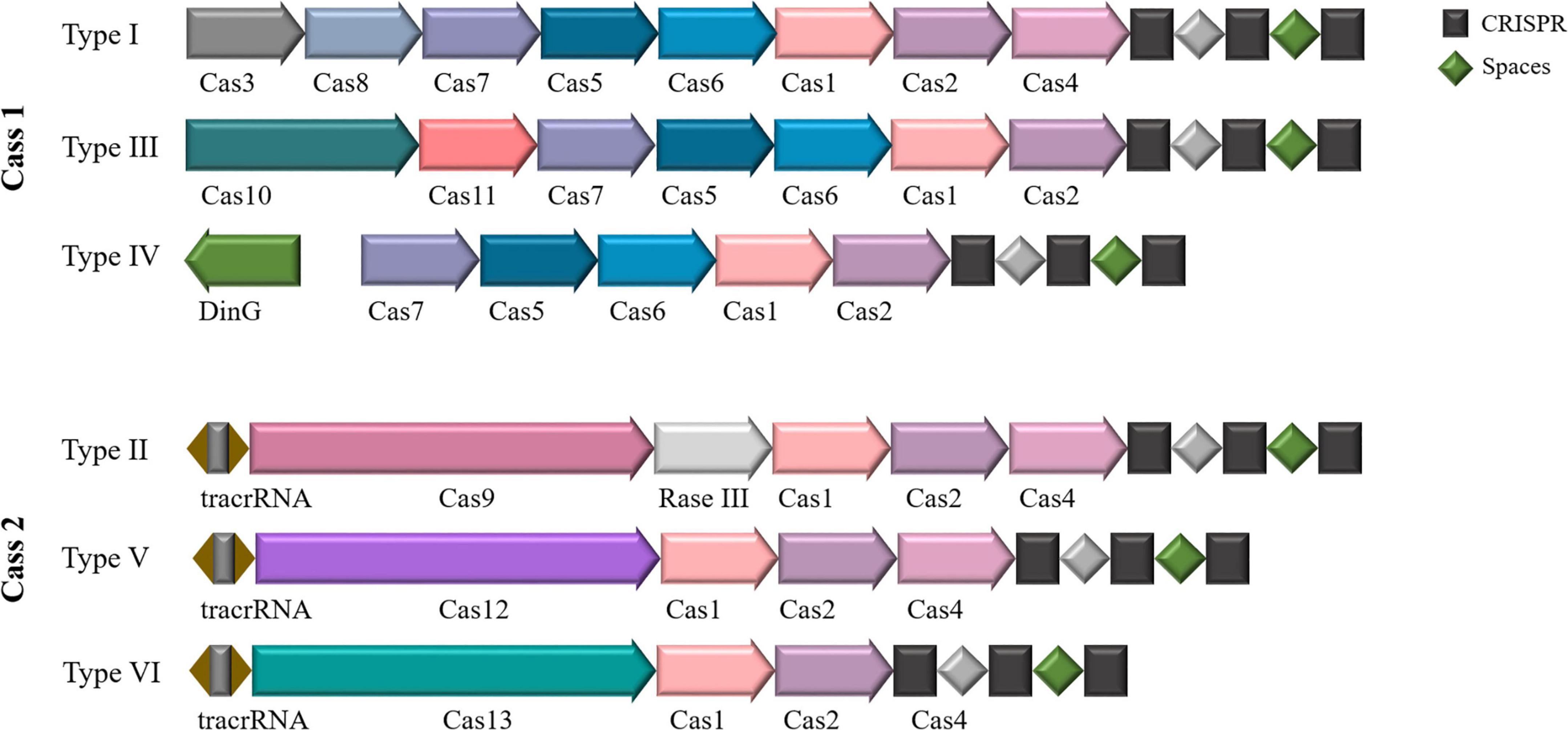 Diagram showing different CRISPR-Cas systems: Class 1 includes Types I, III, and IV with enzymes Cas3, Cas8, Cas7, Cas5, Cas6, Cas1, Cas2, Cas4, Cas10, Cas11, and DinG. Class 2 includes Types II, V, and VI with tracrRNA, Cas9, Rase III, Cas1, Cas2, Cas4, Cas12, and Cas13. CRISPR sequences are black squares, and spaces are green diamonds.