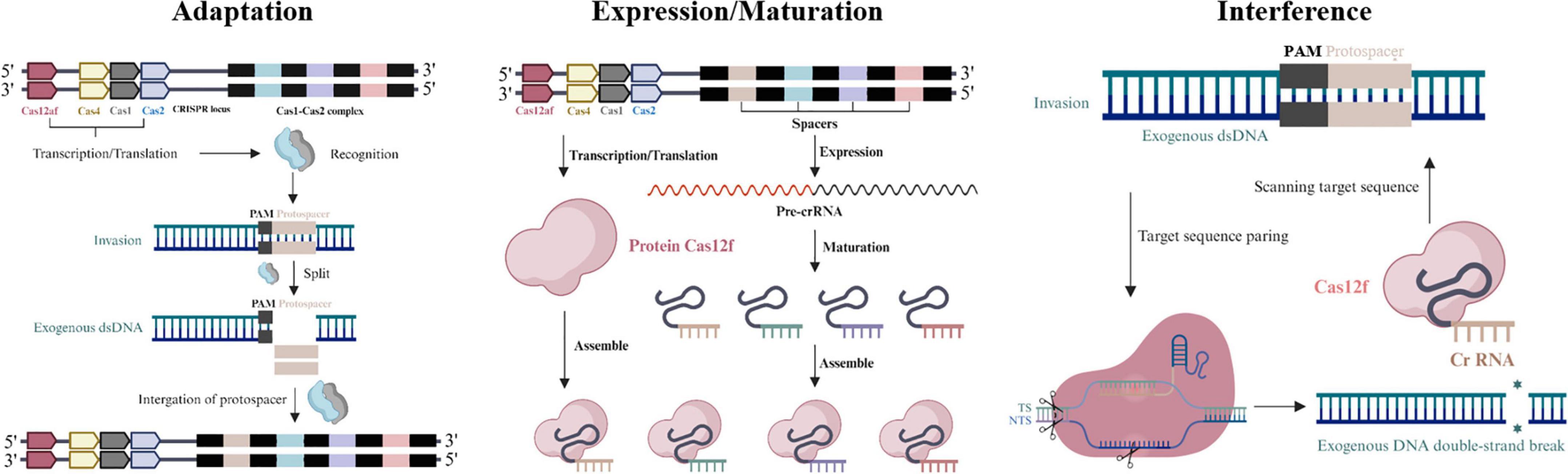 Diagram depicting the CRISPR-Cas system in three stages: Adaptation, Expression/Maturation, and Interference. The Adaptation stage shows the recognition and integration of exogenous DNA. Expression/Maturation involves transcription and processing of pre-crRNA guided by Cas12f protein. Interference illustrates crRNA guiding Cas12f to target and cleave exogenous DNA, producing a double-strand break.