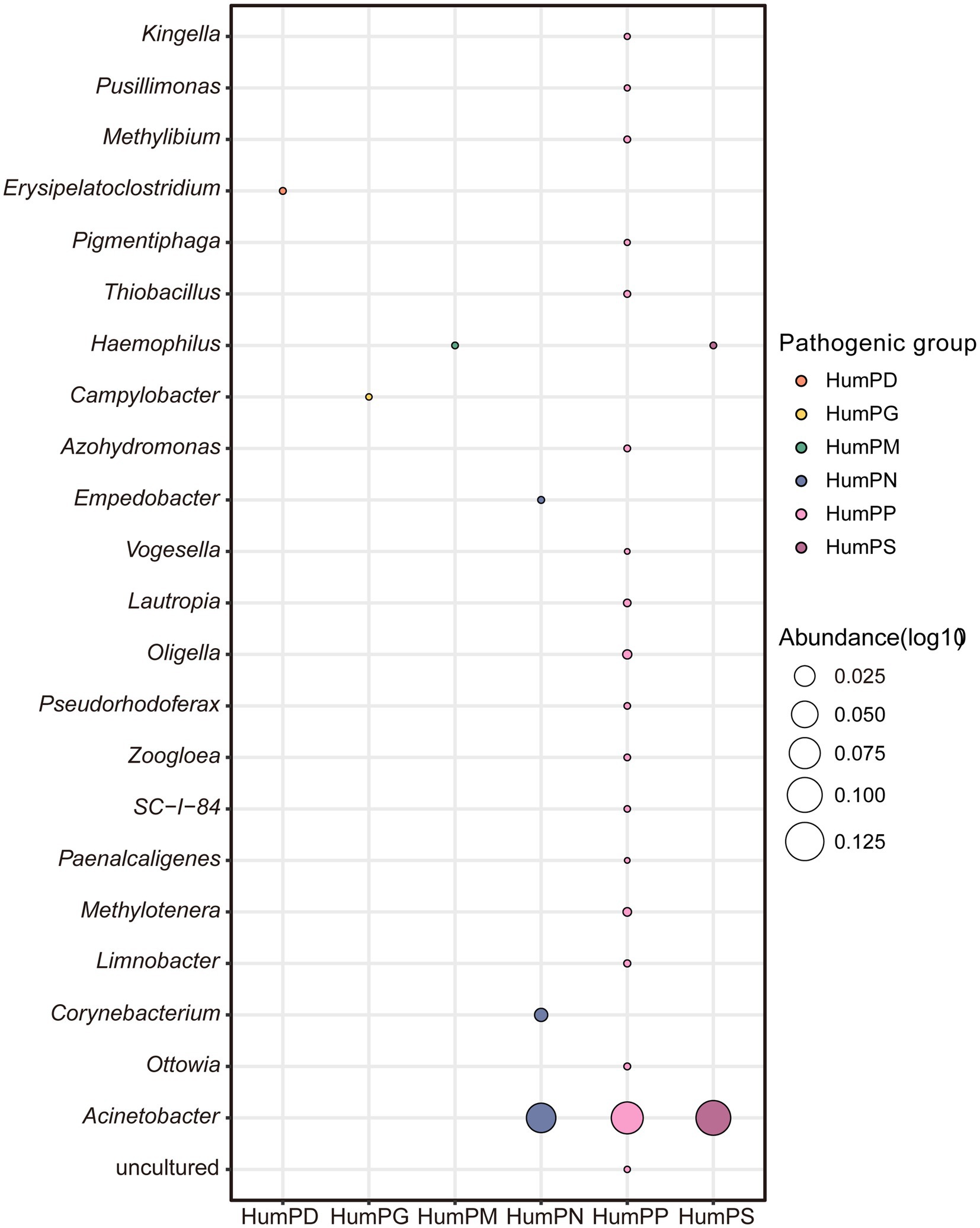 Bubble chart showing the abundance of different bacterial genera associated with human-related pathogenic groups. Only groups labeled with the prefix “Hum” are included, such as HumPD, HumPG, HumPM, HumPN, HumPP, and HumPS. Each bubble represents a genus, with size indicating abundance. Larger bubbles are observed for Ottowia and Acinetobacter, particularly in HumPM and HumPS. Genera like Kingella and Pusillimonas show smaller, less abundant bubbles mainly in HumPS.