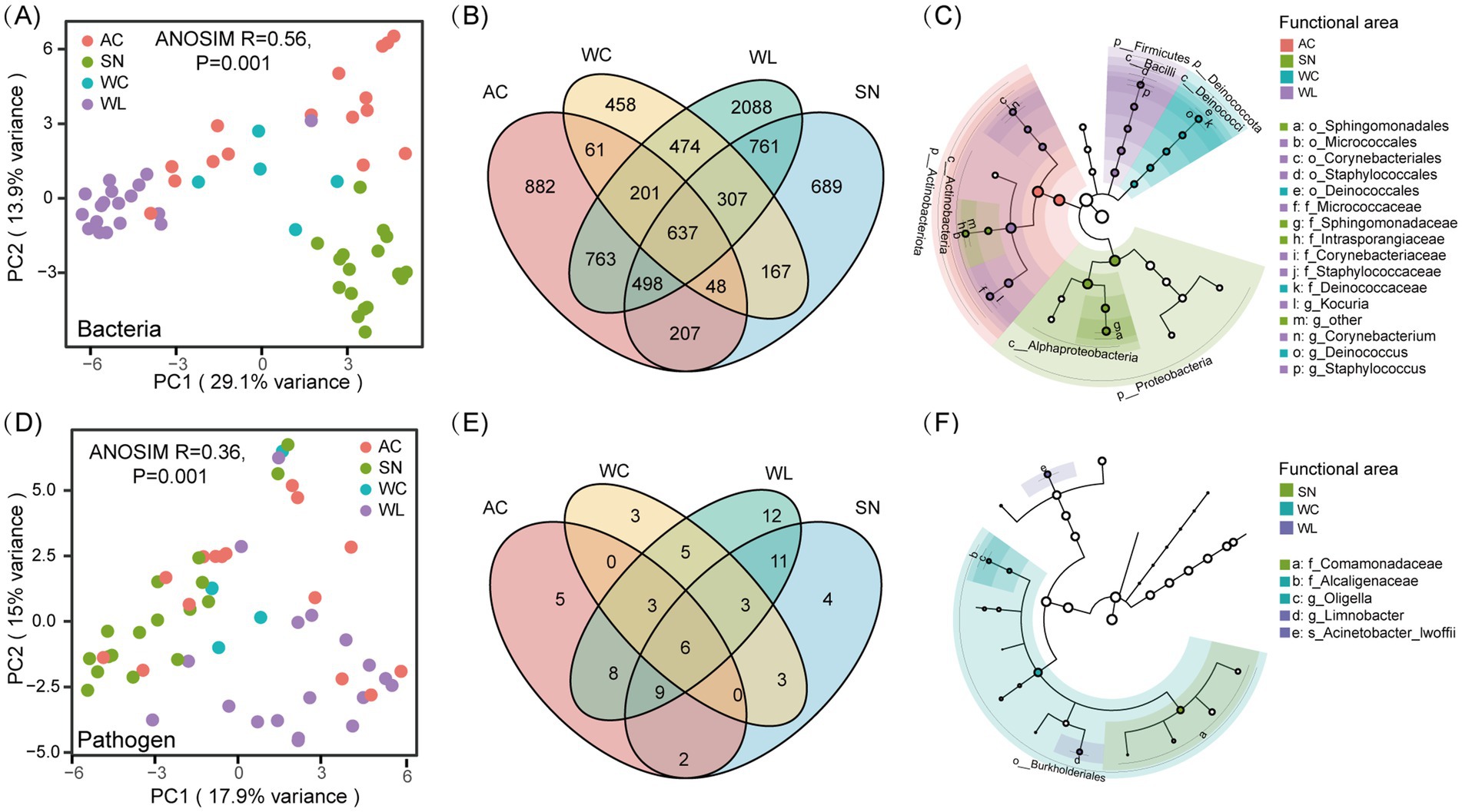 Charts and diagrams showcasing bacterial and pathogen data distribution and analysis:(A) Scatter plot showing principal component analysis (PCA) of bacteria across four groups: AC, SN, WC, WL. (B) Venn diagram illustrating overlapping bacterial species among the same groups. (C) Cladogram representing bacterial phylogeny with functional area colors.(D) PCA of pathogens for the same groups.(E) Venn diagram for pathogen species overlap.(F) Cladogram of pathogen phylogeny with functional area colors. Each part is organized to show variance, relationships, and functional classifications.