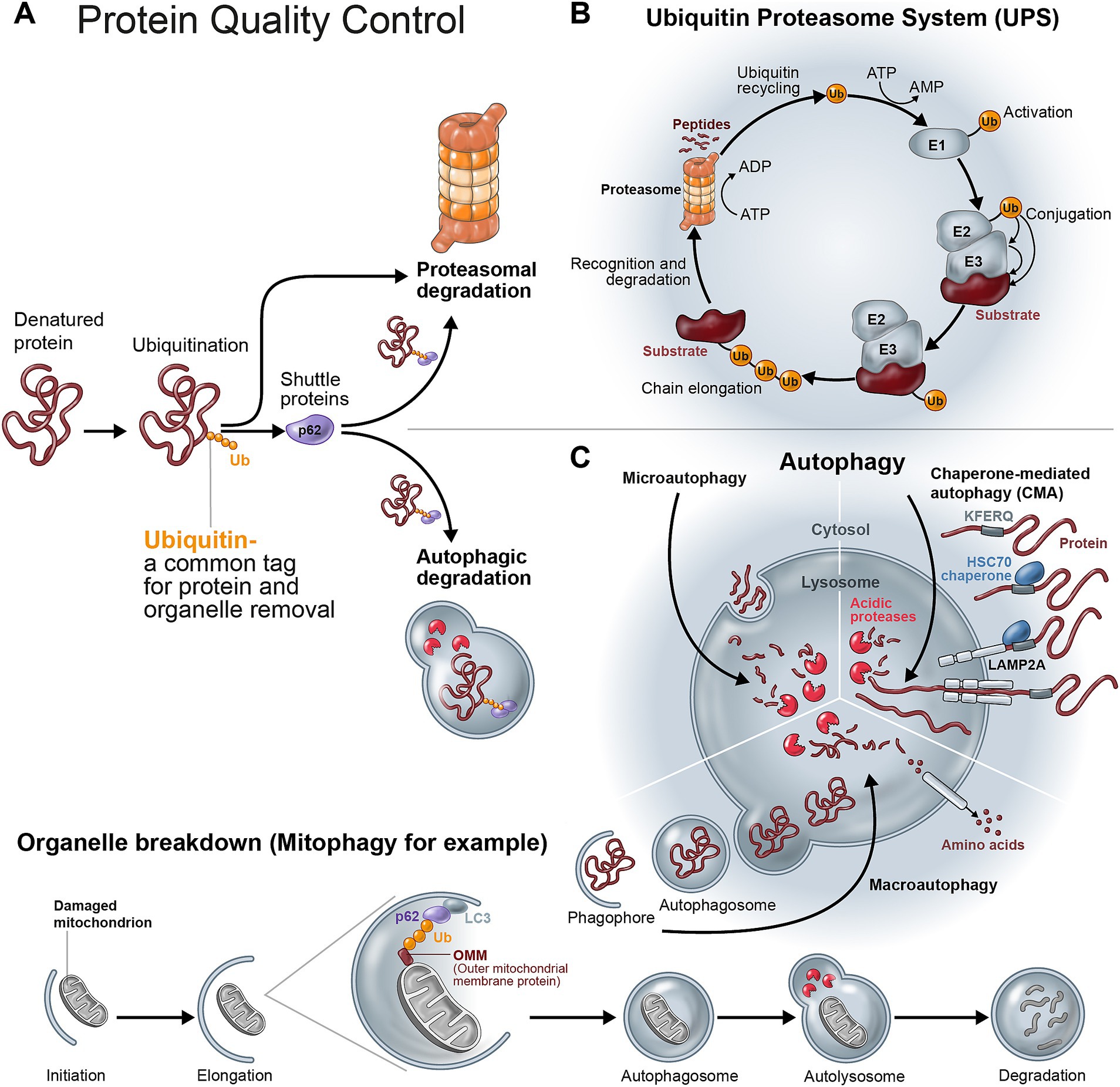 Diagram illustrating protein quality control. Panel A shows ubiquitination, tagging proteins for degradation. Pathways include proteasomal degradation and autophagic degradation. Panel B details the ubiquitin proteasome system, involving substrate recognition, chain elongation, and protein degradation. Panel C describes autophagy, including microautophagy, macroautophagy, and chaperone-mediated autophagy. Organelle breakdown, such as mitophagy, is shown, highlighting the process from damaged mitochondrion to degradation.