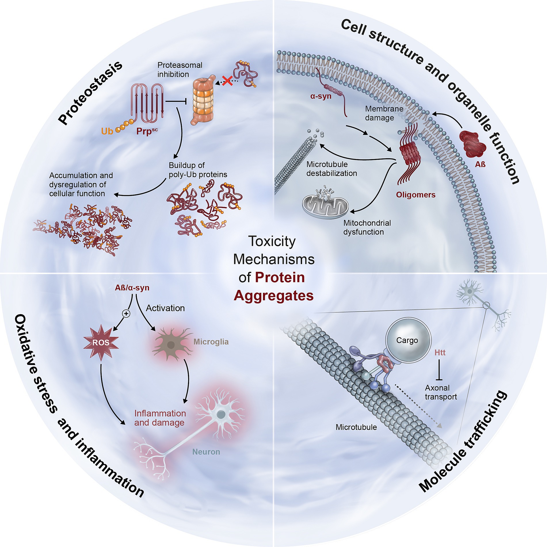 Diagram illustrating toxicity mechanisms of protein aggregates. It is divided into four quadrants: proteostasis, cell structure and organelle function, oxidative stress and inflammation, and molecule trafficking. Proteostasis shows proteasomal inhibition and protein buildup. Cell structure depicts oligomer-induced membrane damage and mitochondrial dysfunction. Oxidative stress highlights reactive oxygen species, microglial activation, and neuronal inflammation. Molecule trafficking illustrates disrupted axonal transport. Central title reads