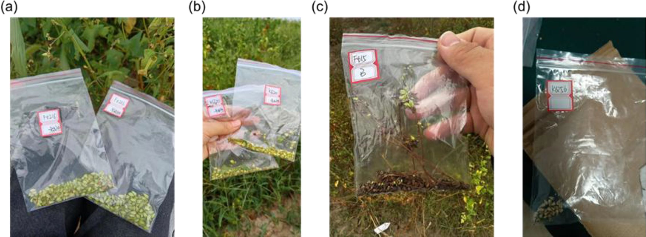 Four labeled plastic bags containing plant samples, likely for agricultural research. (a) Two bags with seeds on a background of plants. (b) A hand holding a bag with seeds visible. (c) A bag with plant stems and foliage. (d) A bag with a few visible seeds near a brown paper background.