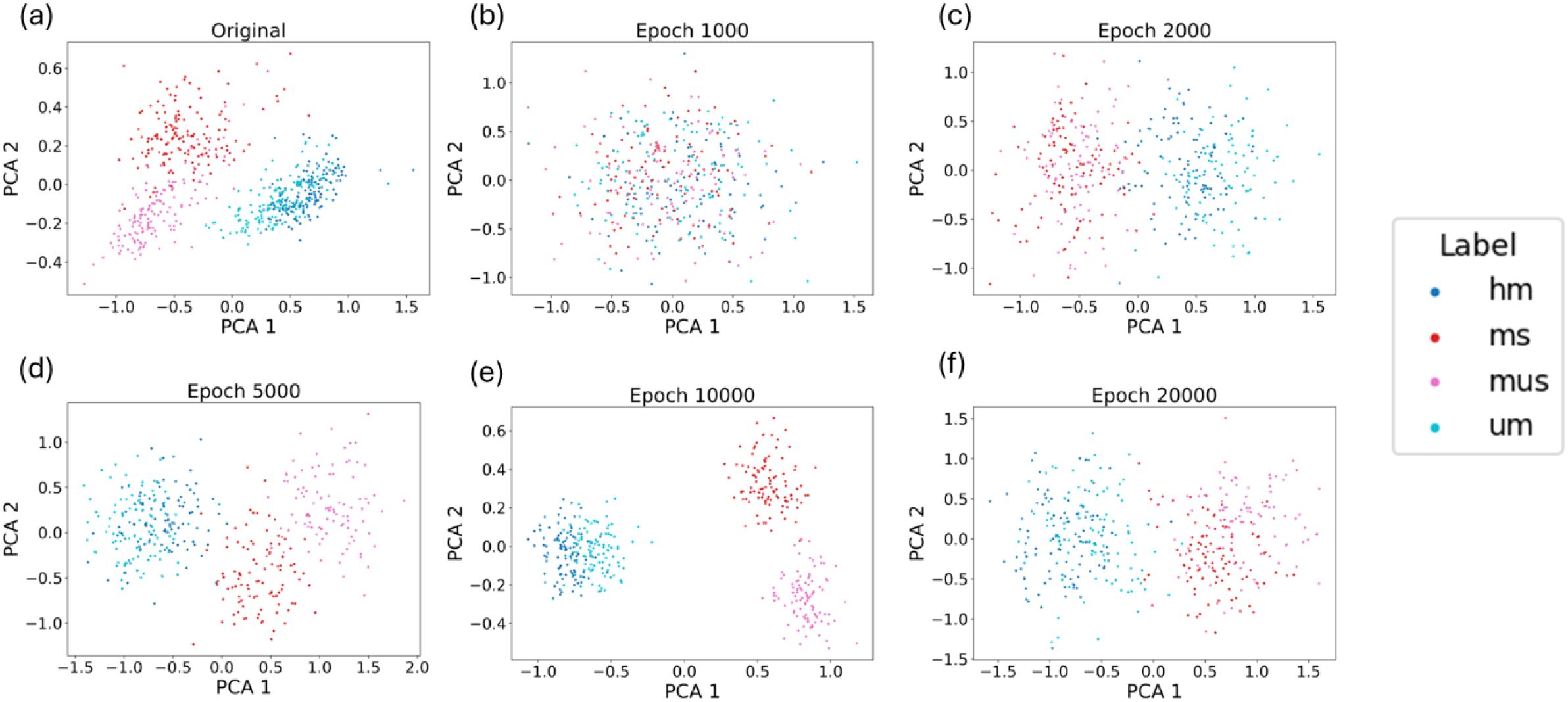 Six scatter plots show PCA analysis of data over different epochs: (a) Original data with distinct clusters labeled hm, ms, mus, and um; (b) Epoch 1000 exhibiting less clear clustering; (c) Epoch 2000 showing slight improvement; (d) Epoch 5000 with clearer separation; (e) Epoch 10000 achieving distinct clustering; (f) Epoch 20000 maintaining separation. The label legend indicates color-coded clusters: blue for hm, red for ms, pink for mus, and cyan for um.