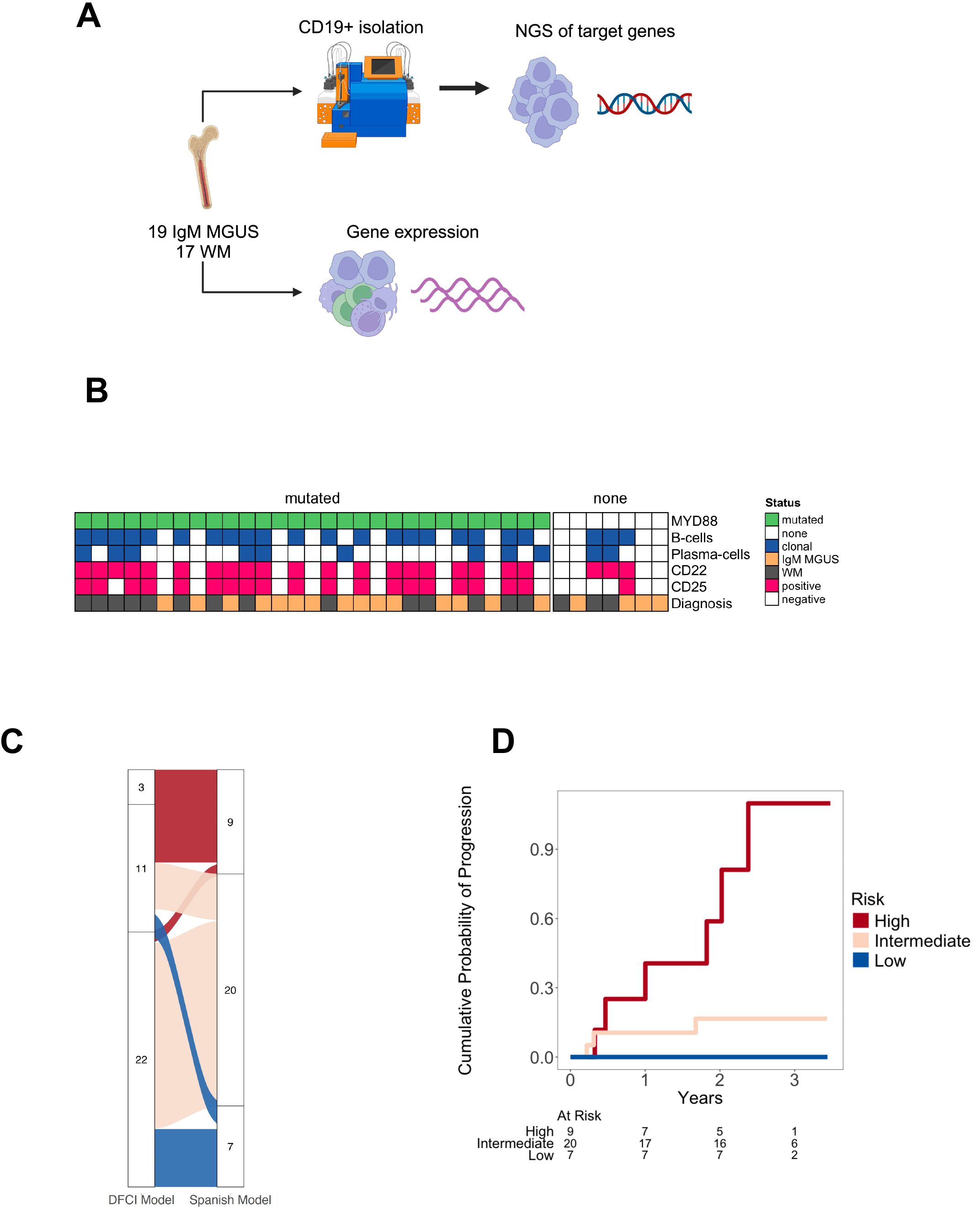 Diagram with four sections: A) Workflow for isolating CD19+ cells and analyzing gene expression and mutations in 19 IgM MGUS and 17 WM samples using NGS. B) Heatmap showing the mutation status of various genes with a color-coded legend for mutated, none, clonal, IgM MGUS, WM, positive, and negative statuses. C) Two-model comparison indicating risk distribution among patient groups with colored bands linking categories. D) Line graph depicting cumulative probability of progression over three years categorized by high, intermediate, and low risk, with data points at risk over time.