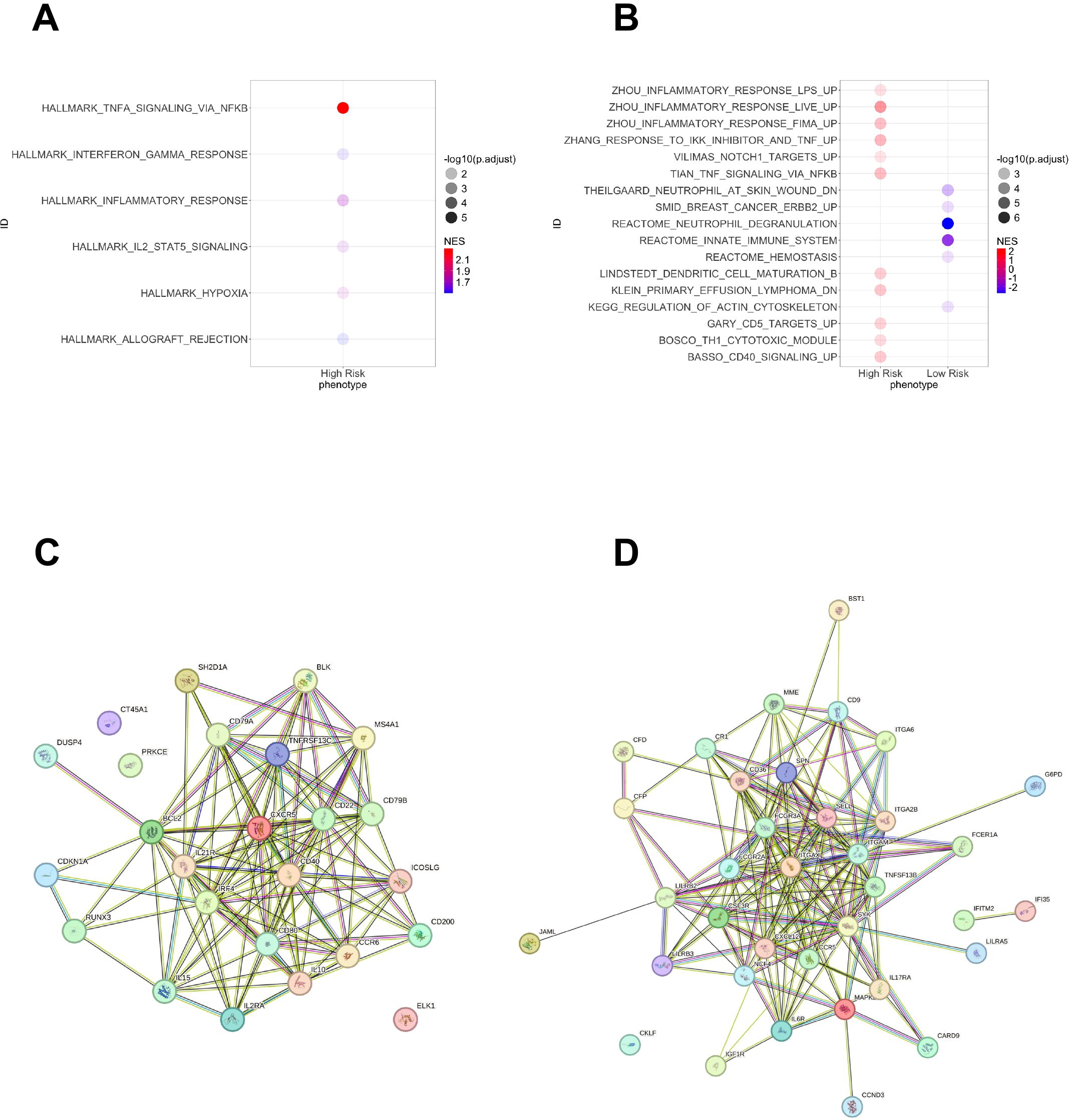 Graphical summary with panels A and B showing dot plots of gene sets and pathways impacting high and low-risk phenotypes. Panels C and D depict network diagrams of gene interactions, with nodes representing genes labeled with alphanumeric identifiers and connections indicating interactions.