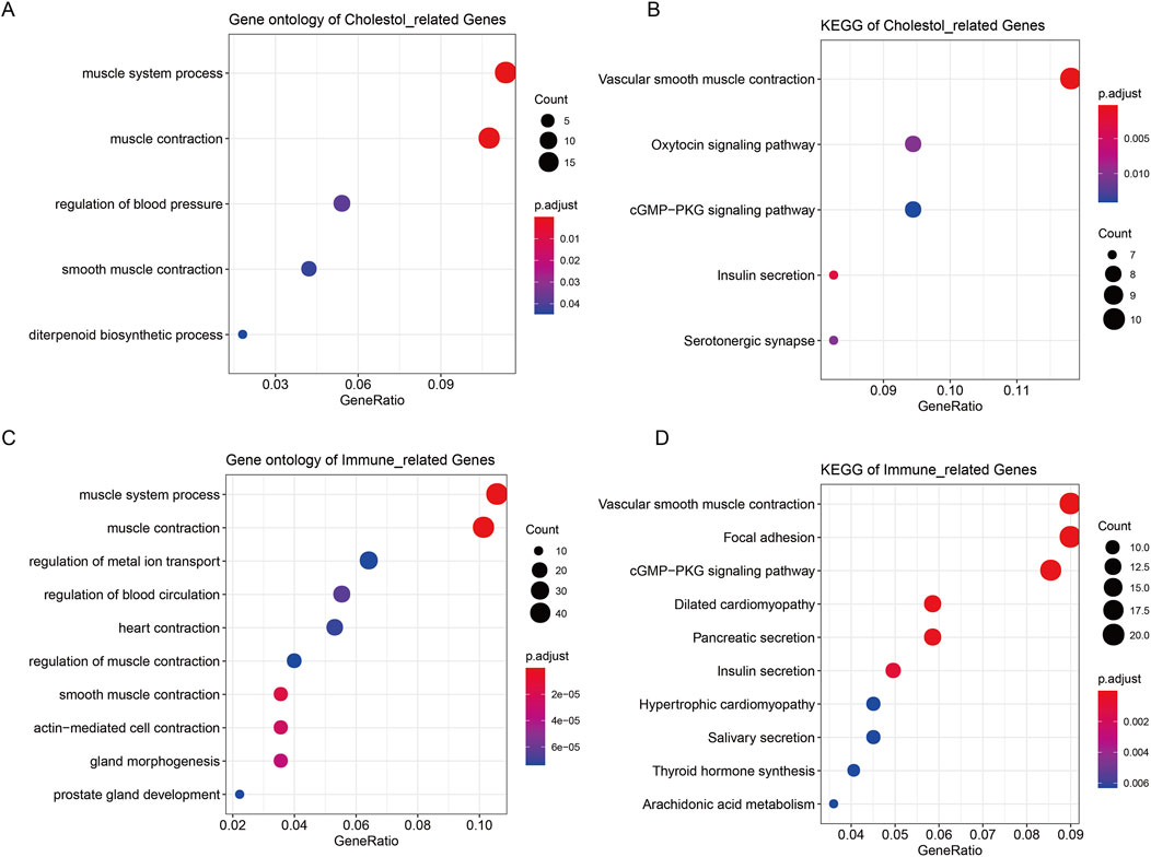 Four bubble plots displaying gene analysis: A) Gene ontology of cholesterol-related genes showing processes like muscle contraction with varying gene ratios and p.adjust values.B) KEGG analysis of cholesterol-related genes highlighting pathways such as vascular smooth muscle contraction.C) Gene ontology of immune-related genes focusing on processes like muscle contraction and gene ratios.D) KEGG analysis of immune-related genes indicating pathways such as vascular smooth muscle contraction. Bubble sizes represent count, colors denote p.adjust values.