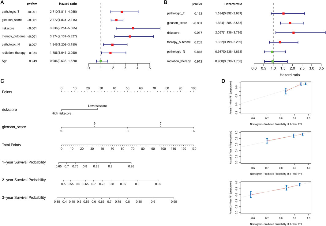 Graphs and charts display survival analysis data. Panel A and B show forest plots of hazard ratios for various parameters, with red squares and blue lines indicating values and confidence intervals. Panel C features a nomogram predicting survival probability based on risk score and Gleason score. Panel D presents calibration curves comparing predicted and actual progression-free interval probabilities at one, two, and three years, with red lines indicating calibration.