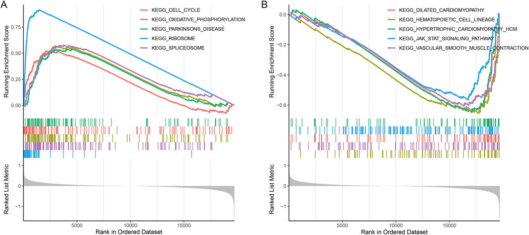 Two line graphs labeled A and B display running enrichment scores across ranked datasets for various KEGG pathways. Graph A includes KEGG pathways such as Cell Cycle and Ribosome. Graph B features pathways like Dilated Cardiomyopathy and JAK-STAT Signaling Pathway. Each line represents a different pathway, showing fluctuations in enrichment scores over the dataset ranks. Below the graphs, colored bars indicate specific rank positions for pathway enrichment.
