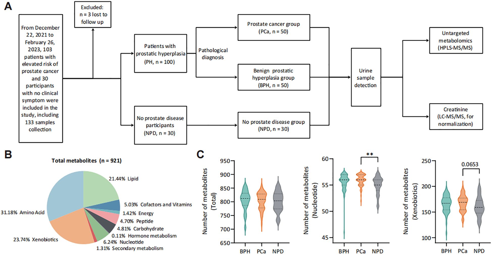 Flowchart (A) outlines a study of 133 participants, including 50 with prostate cancer, 50 with benign prostatic hyperplasia, and 30 with no prostate disease. Metabolomics and creatinine are analyzed from urine samples. Pie chart (B) shows metabolite composition, highlighting amino acids (31.18%) and xenobiotics (23.74%). Violin plots (C) compare metabolite counts across groups, noting differences in total metabolites and specific xenobiotics and nucleotides.