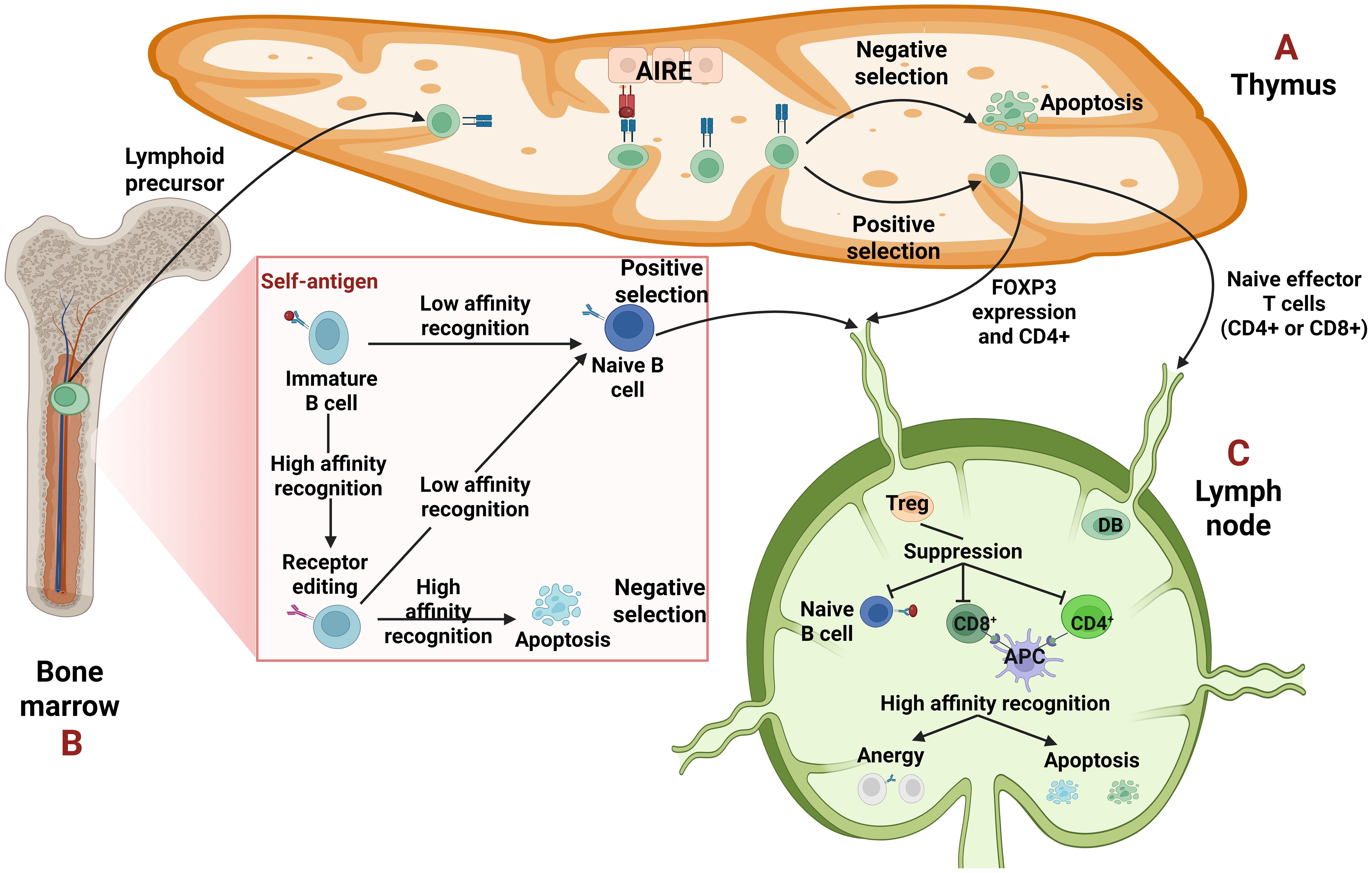 Diagram illustrating lymphocyte development and selection processes. In the bone marrow, immature B cells undergo selection based on self-antigen recognition. High affinity leads to receptor editing or apoptosis. In the thymus, T cells undergo positive and negative selection. Cells expressing FOXP3 and CD4+ become regulatory T cells. In the lymph node, naive B and T cells interact with antigens. Outcomes include activation, suppression, or apoptosis based on antigen recognition affinity.
