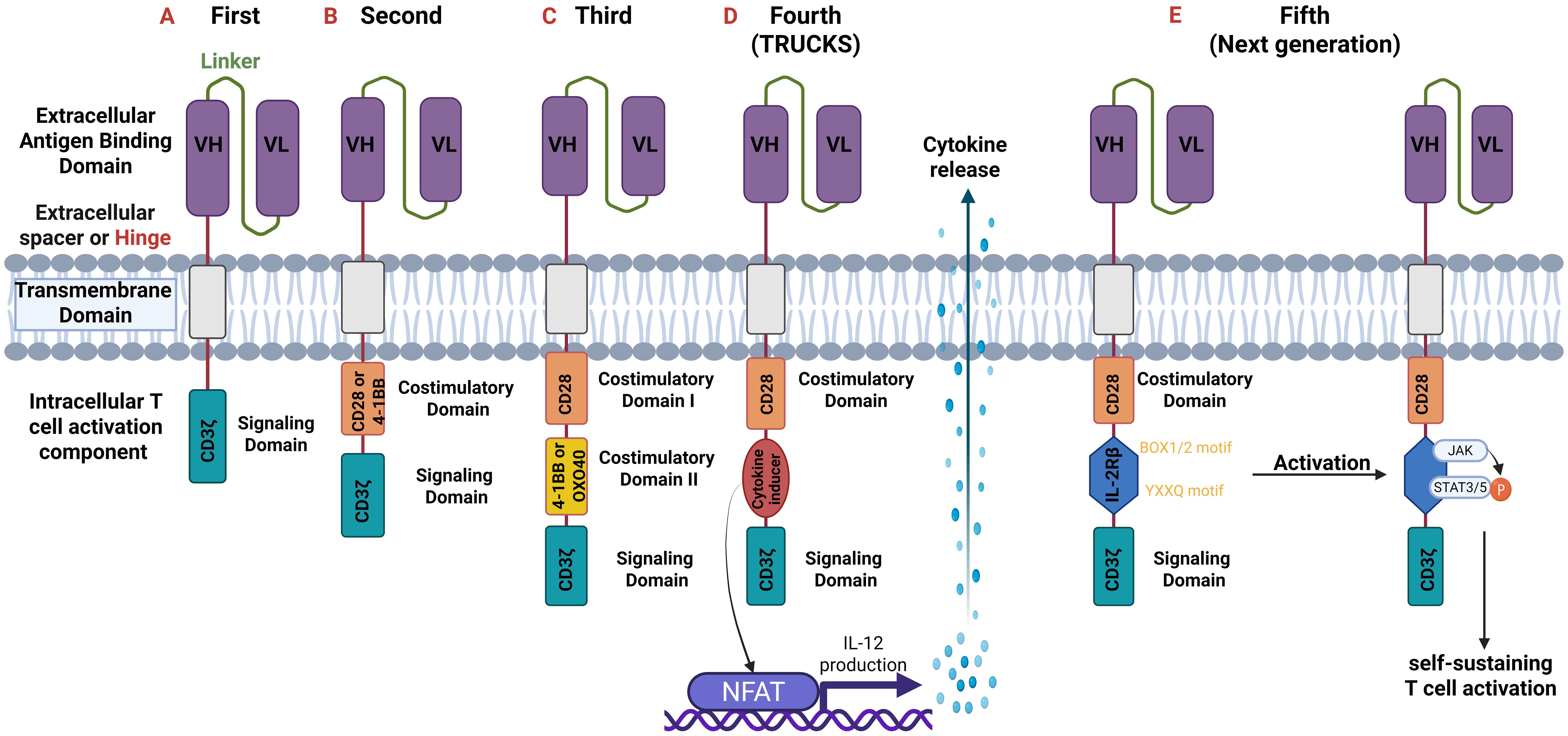 Diagram illustrating the evolution of CAR-T cell receptor generations. It depicts five generations, each labeled with numbers and names: First, Second, Third, Fourth (TRUCKS), Fifth (Next generation). Each generation shows structures including extracellular antigen-binding domains, transmembrane domains, intracellular T cell activation components, signaling domains, and costimulatory domains. Features like CD3ζ, CD28, and 4-1BB are depicted, along with processes like cytokine release, IL-12 production, and self-sustaining T cell activation. Activation pathways and motifs, such as BOX1/2 and YXXQ, are shown in latter generations.
