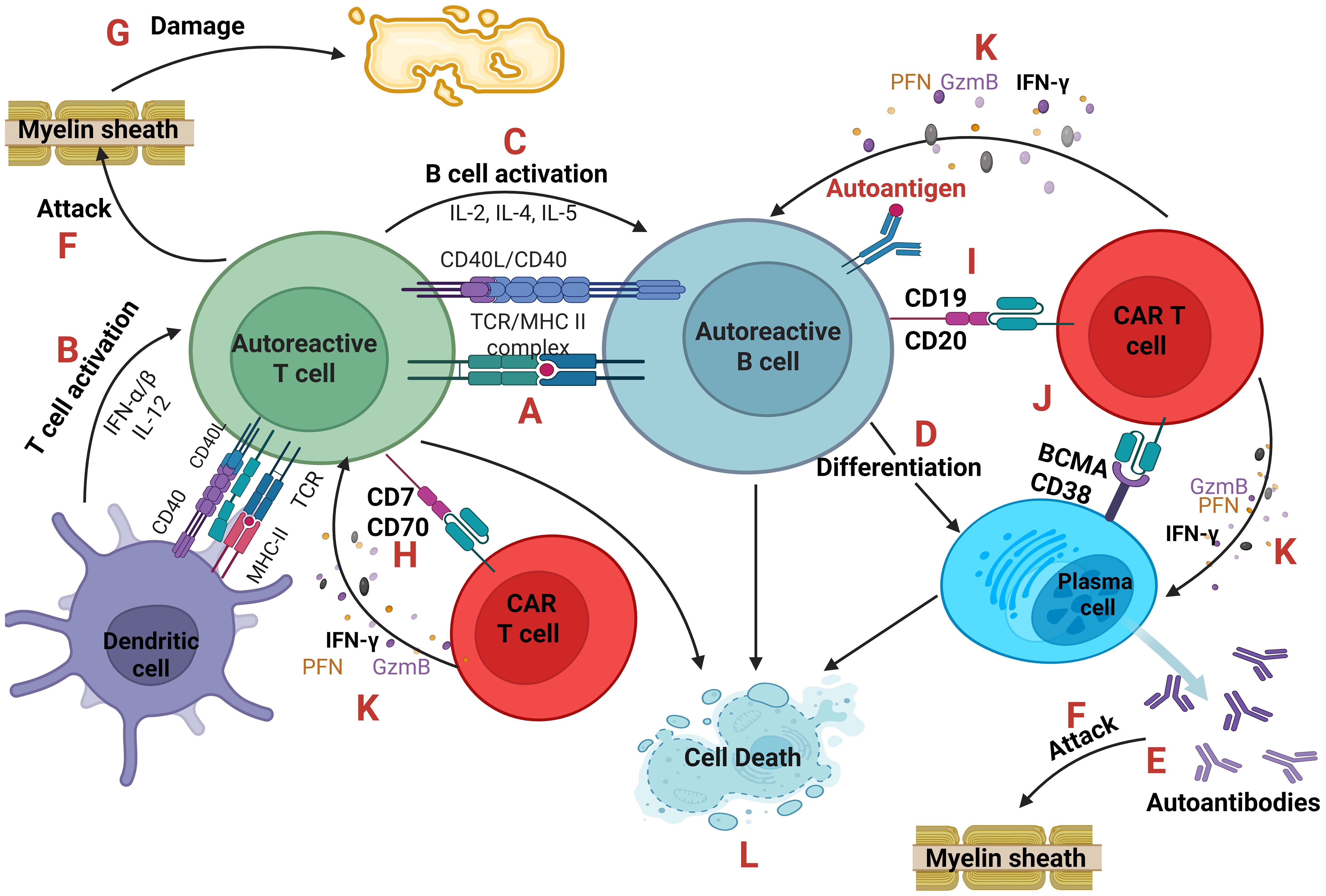 Illustration of an autoimmune response leading to myelin sheath damage. It shows activation of autoreactive T and B cells, B cell differentiation, and production of autoantibodies. Dendritic cells activate T cells (steps 1-2), which then activate B cells (steps 3-4). B cells produce plasma cells releasing autoantibodies (step 5). These autoantibodies attack the myelin sheath (step 6-7). CAR T cells are involved, interacting through molecules like CD7, CD70, CD19, and CD20, contributing to cell death (steps 8-12). Cytokines and proteins like IFN-γ, PFN, and GzmB are released during these processes (step 11).