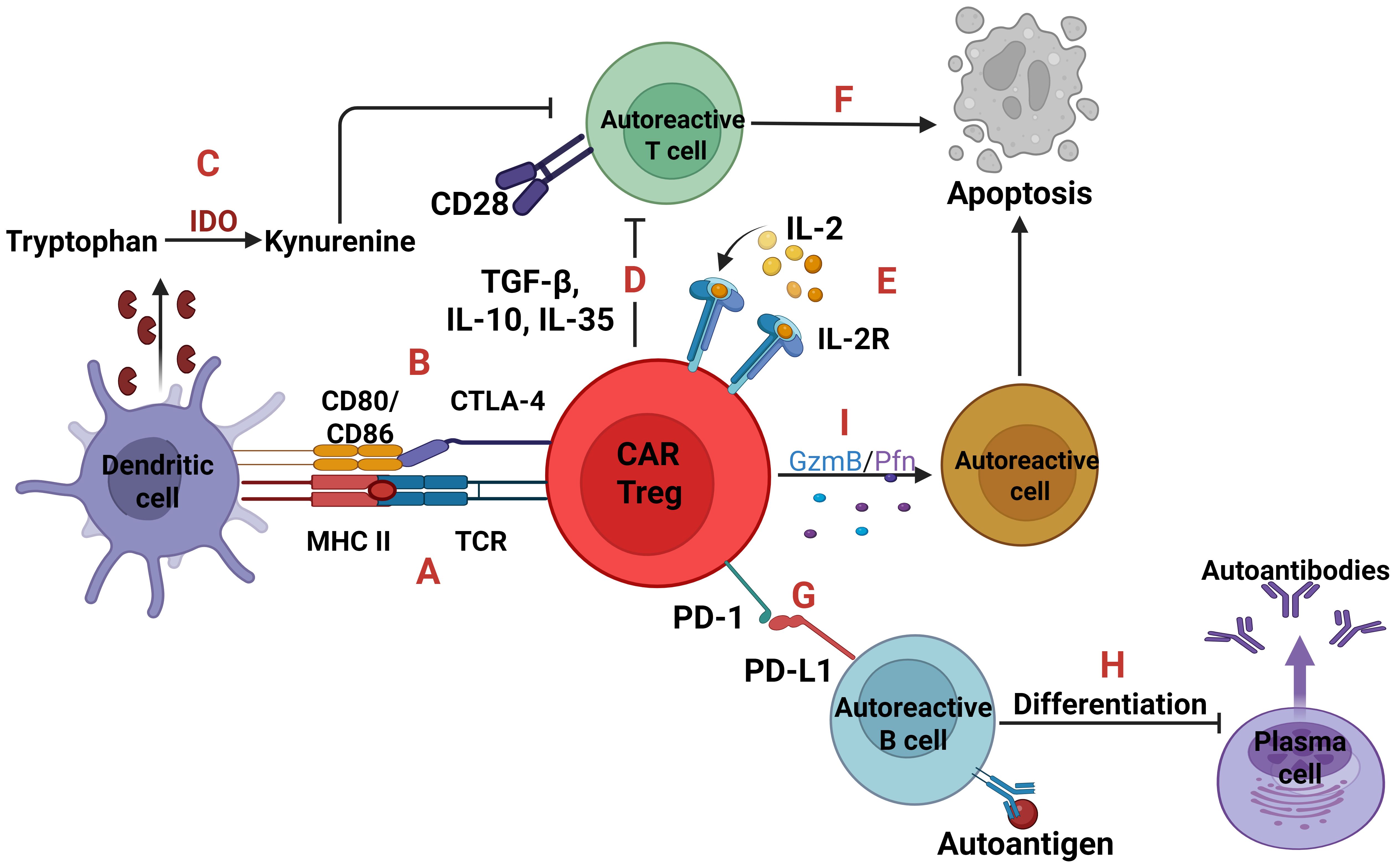Flowchart illustrating the interactions between immune cells. A dendritic cell presents antigens to a CAR Treg cell, engaging CD80/CD86 and CTLA-4 (step 1). CAR Treg releases cytokines TGF-β, IL-10, and IL-35 (step 2), converting tryptophan to kynurenine via IDO (step 3). This inhibits autoreactive T cell activation (step 4). CAR Treg consumes IL-2, limiting resources for T cells (step 5), leading to autoreactive T cell apoptosis (step 6) and autoreactive B cell inhibition through PD-1/PD-L1 interaction (step 7). This prevents B cell differentiation into plasma cells and autoantibody production (step 8). GzmB/Pfn pathways contribute to autoreactive cell elimination (step 9).