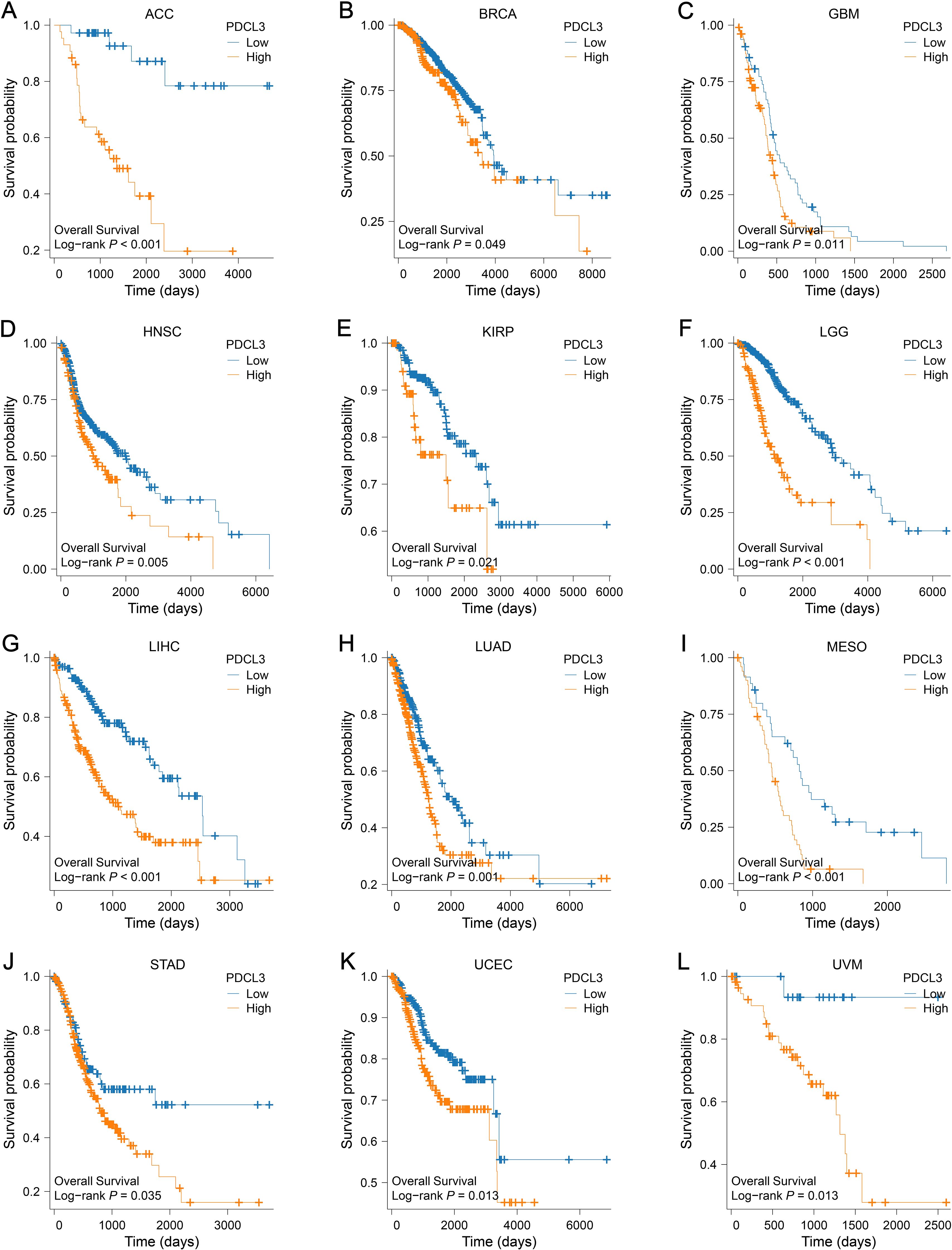 Kaplan-Meier survival plots show overall survival probability against time in days for twelve cancer types: ACC, BRCA, GBM, HNSC, KIRP, LGG, LIHC, LUAD, MESO, STAD, UCEC, and UVM. Each plot compares low and high PDCL3 expression. Log-rank p-values indicate statistical significance in survival differences between the groups.