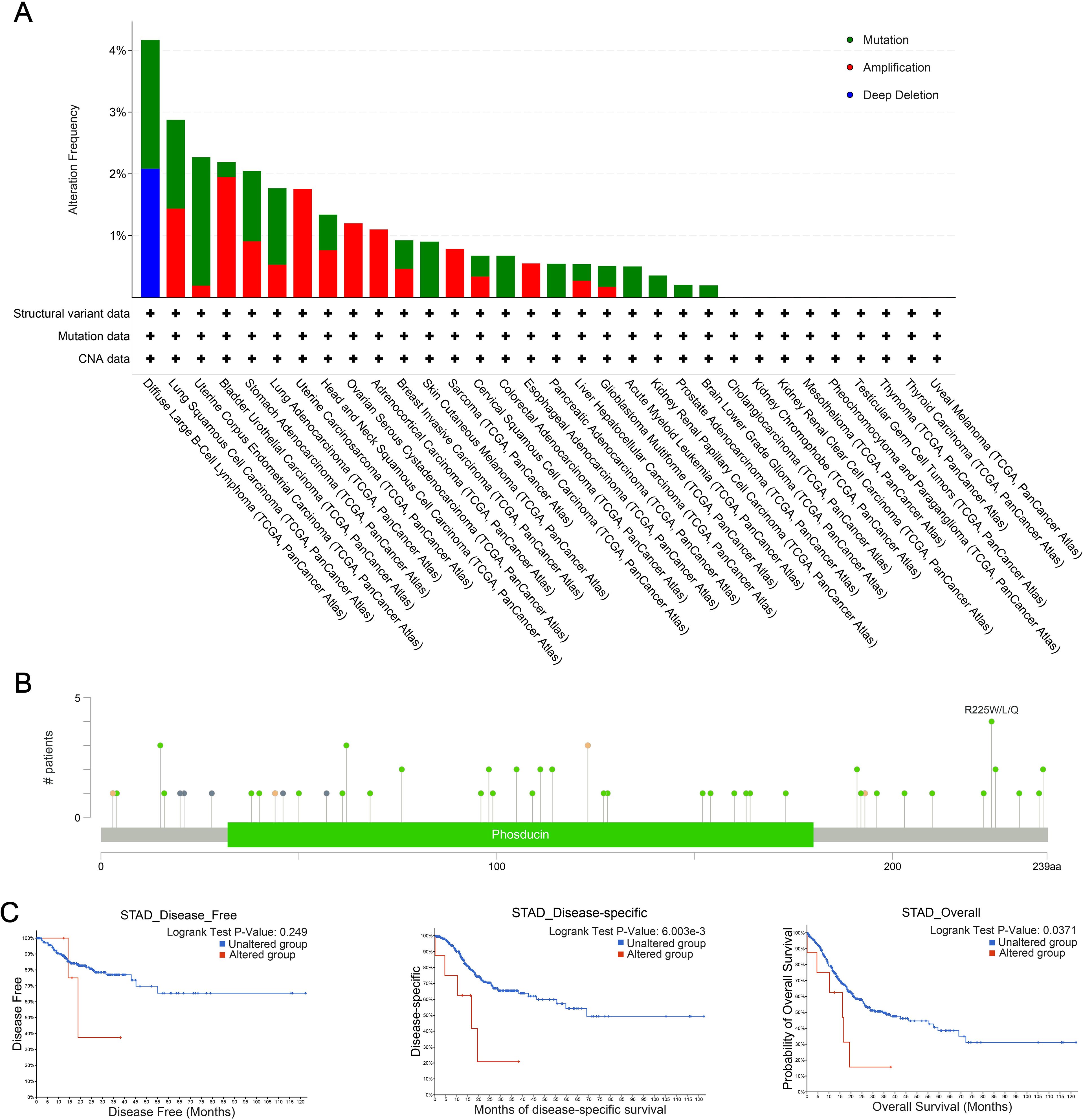 Panel A shows a bar graph depicting alteration frequency across various cancer types, with the colors indicating mutation, amplification, and deep deletion. Panel B is a lollipop plot of structural variants for the phosphoducin gene, marked with mutations. Panel C includes three Kaplan-Meier survival curves for disease-free, disease-specific, and overall survival in cancer patients, comparing altered and unaltered groups.