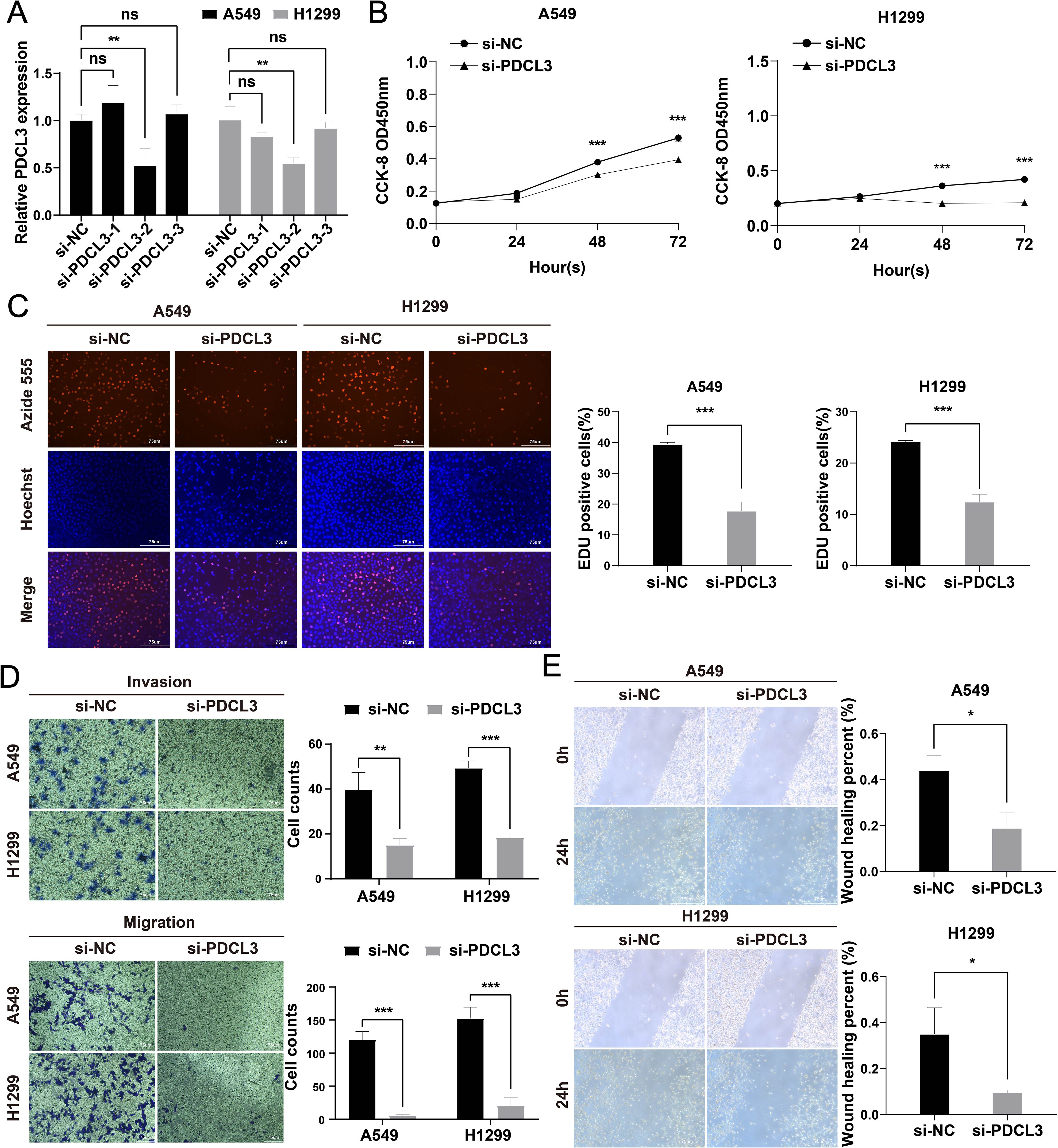 Panel A shows a bar graph of relative PDCL3 expression in A549 and H1299 cells, with significant differences marked. Panel B features line graphs of cell viability in A549 and H1299 cells, with significant differences noted at various times. Panel C includes images of cell staining for si-NC and si-PDCL3 treatment in A549 and H1299 cells, with corresponding bar graphs of EDU positive cell percentage. Panel D presents images and bar graphs of cell invasion and migration assays in A549 and H1299 cells, highlighting significant differences. Panel E shows wound healing assay images and bar graphs for A549 and H1299 cells, noting differences at 24 hours.