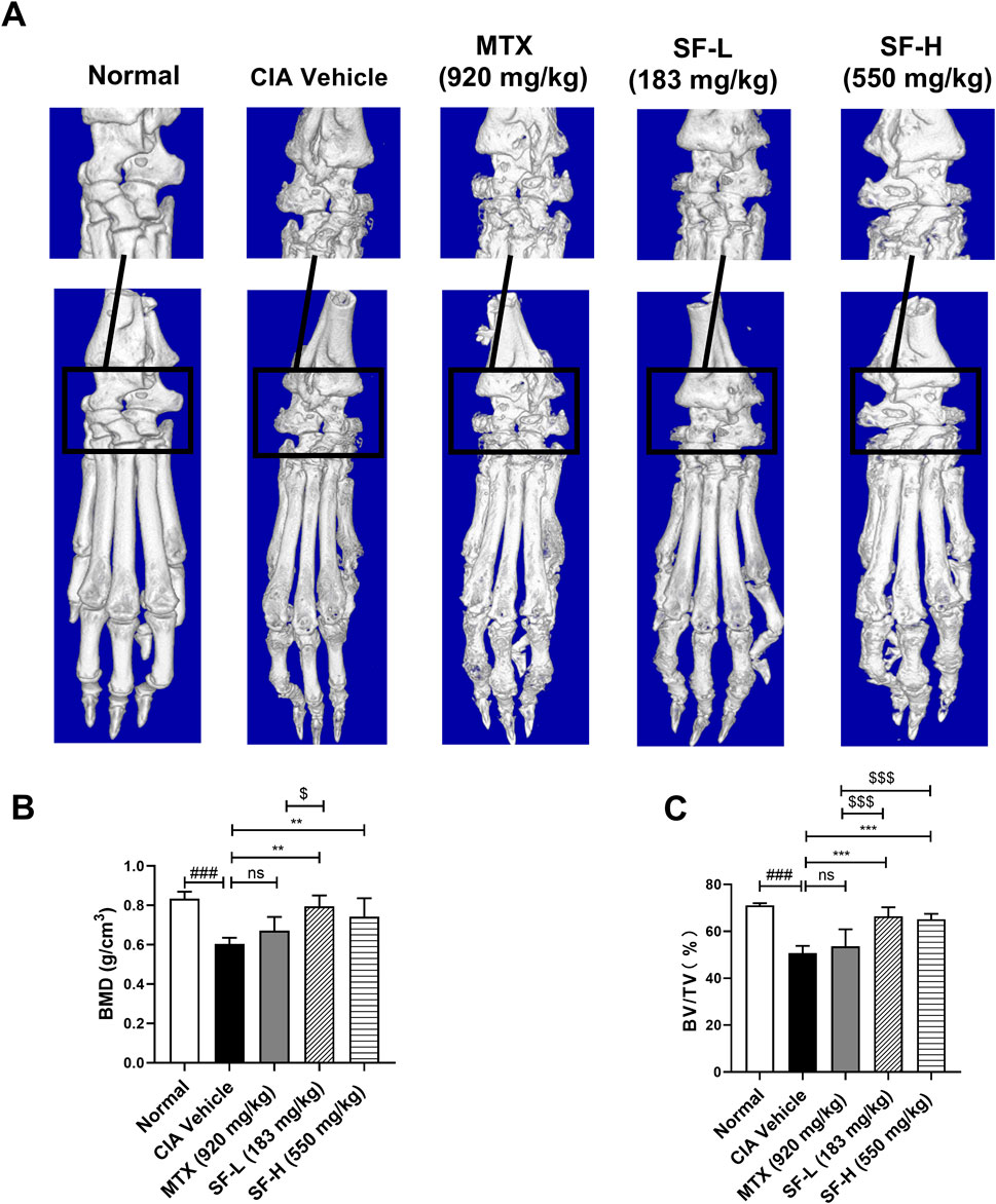 CT scans in panel A display bone structures of five groups: Normal, CIA Vehicle, MTX (920 mg/kg), SF-L (183 mg/kg), and SF-H (550 mg/kg). Panels B and C present bar graphs comparing Bone Mineral Density (BMD) and Bone Volume/Total Volume (BV/TV) across these groups, highlighting statistical significance with symbols.