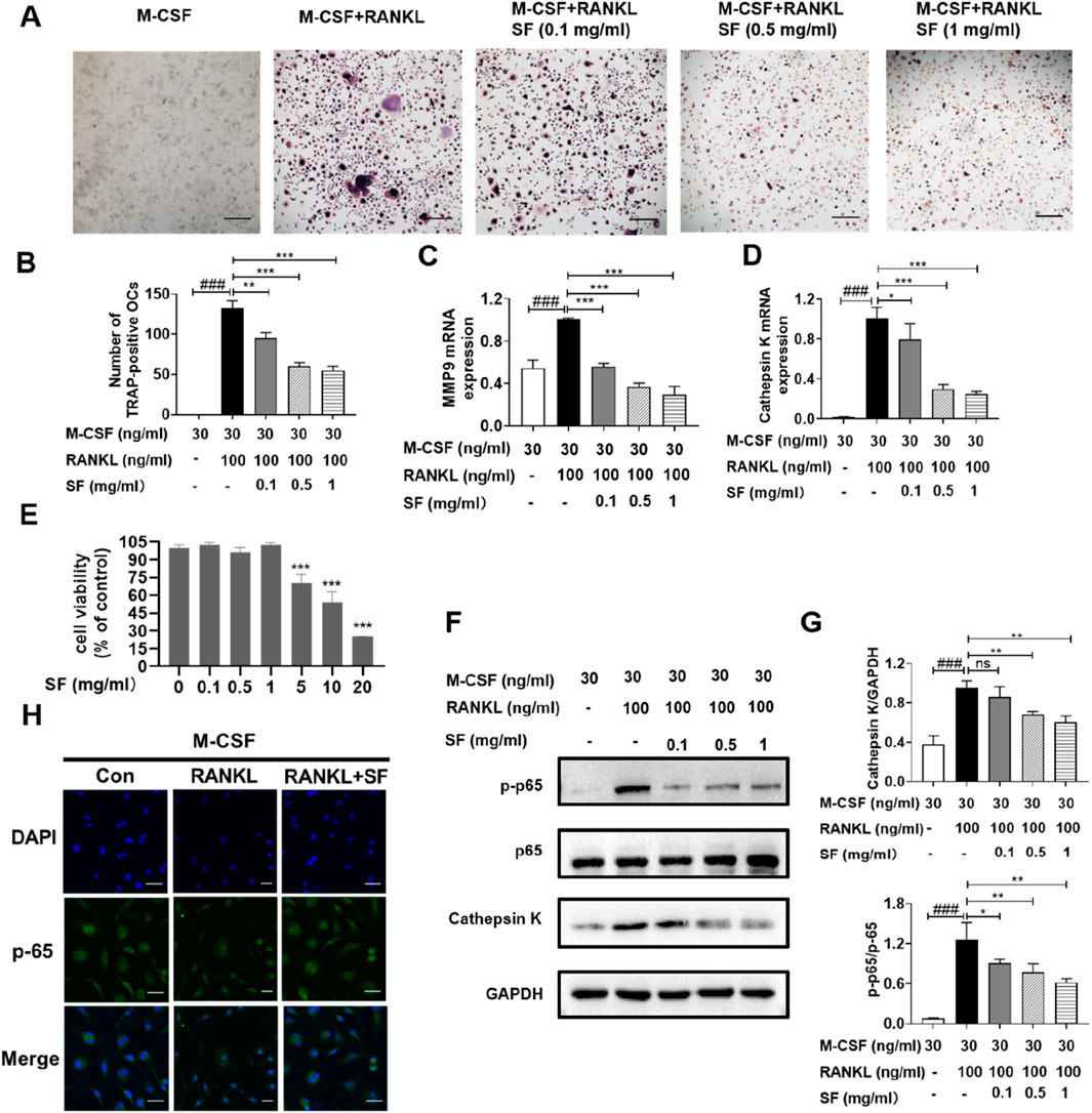 Panel A shows TRAP staining of cells under different treatments: M-CSF, M-CSF + RANKL, and M-CSF + RANKL with increasing concentrations of SF. Panels B, C, and D are bar graphs displaying the number of TRAP-positive cells, MMP9 mRNA expression, and cathepsin K mRNA expression, respectively, under varying conditions. Panel E illustrates cell viability in response to different SF concentrations. Panel F presents western blot results showing levels of p-p65, p65, cathepsin K, and GAPDH. Panel G includes bar graphs comparing cathepsin K and p-p65/p65 levels. Panel H shows immunofluorescence images for DAPI, p-65, and a merged view under M-CSF, RANKL, and RANKL + SF treatments.