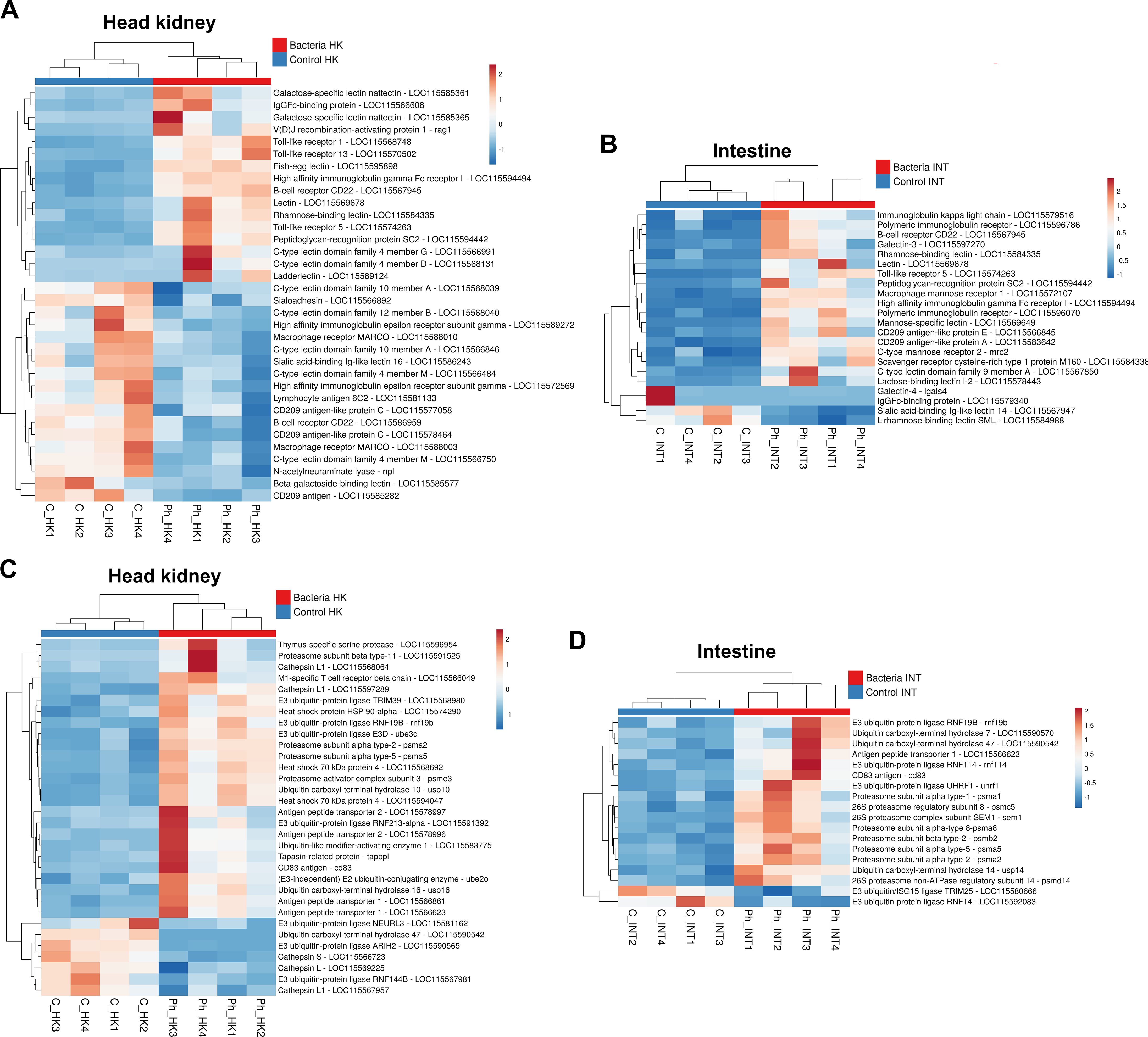 Grouped image showing four heat maps labeled A, B, C, and D, with color scales indicating expression levels. Maps A and C represent head kidney samples; B and D show intestine samples. Each map has rows of gene expression data with different colors representing expression levels, red indicating high expression and blue indicating low expression. Labels distinguish bacteria-treated samples from controls.