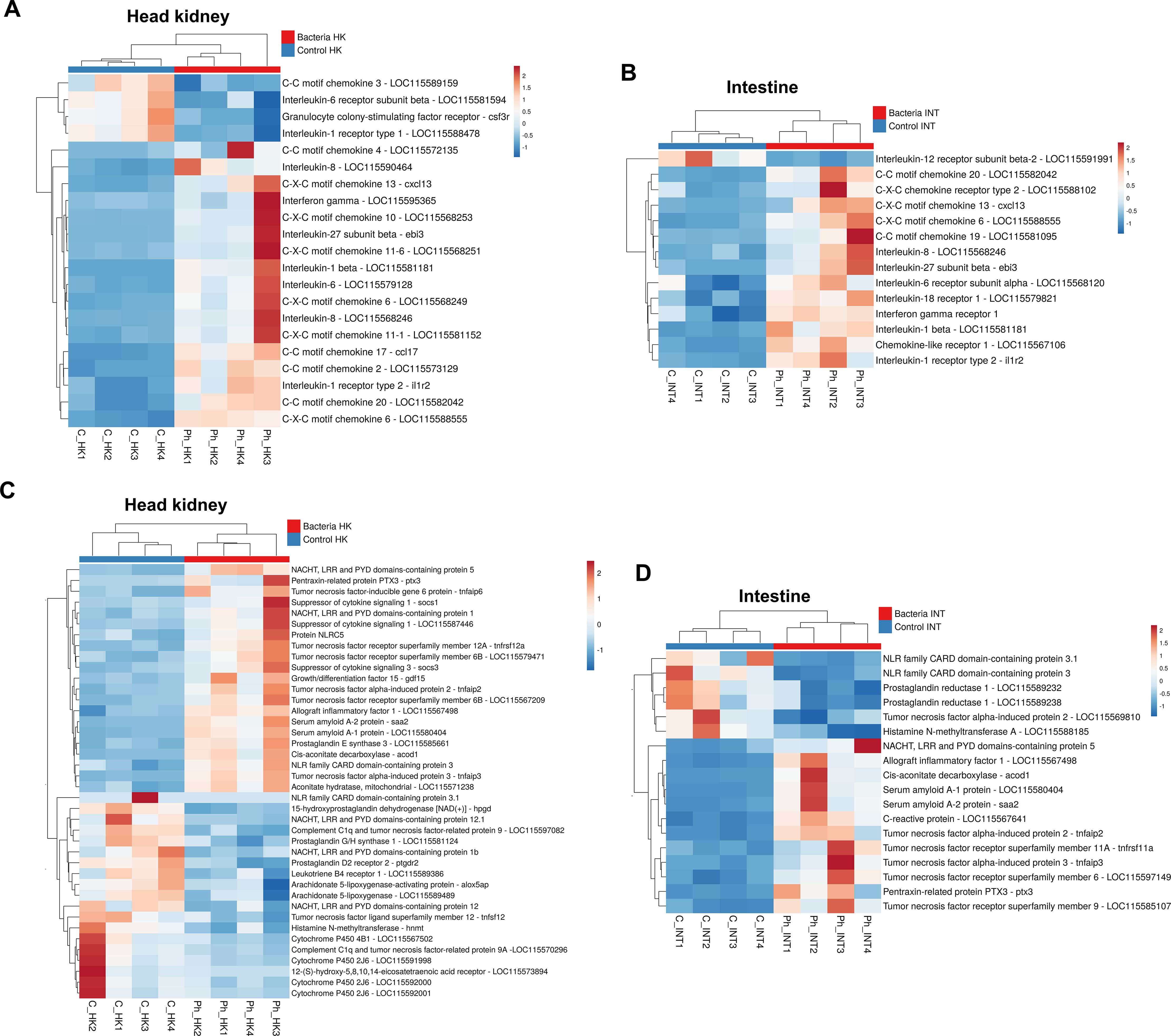 Four-panel heatmap analysis of gene expression in the head kidney and intestine, labeled A through D. Panels A and C show expression in head kidney with distinct red and blue gradients, where red denotes higher expression and blue lower. Panels B and D depict intestinal expression with a similar color scheme. The maps compare bacterial and control samples, highlighting genes like chemokines and interleukins. Legends indicate expression levels and sample types.